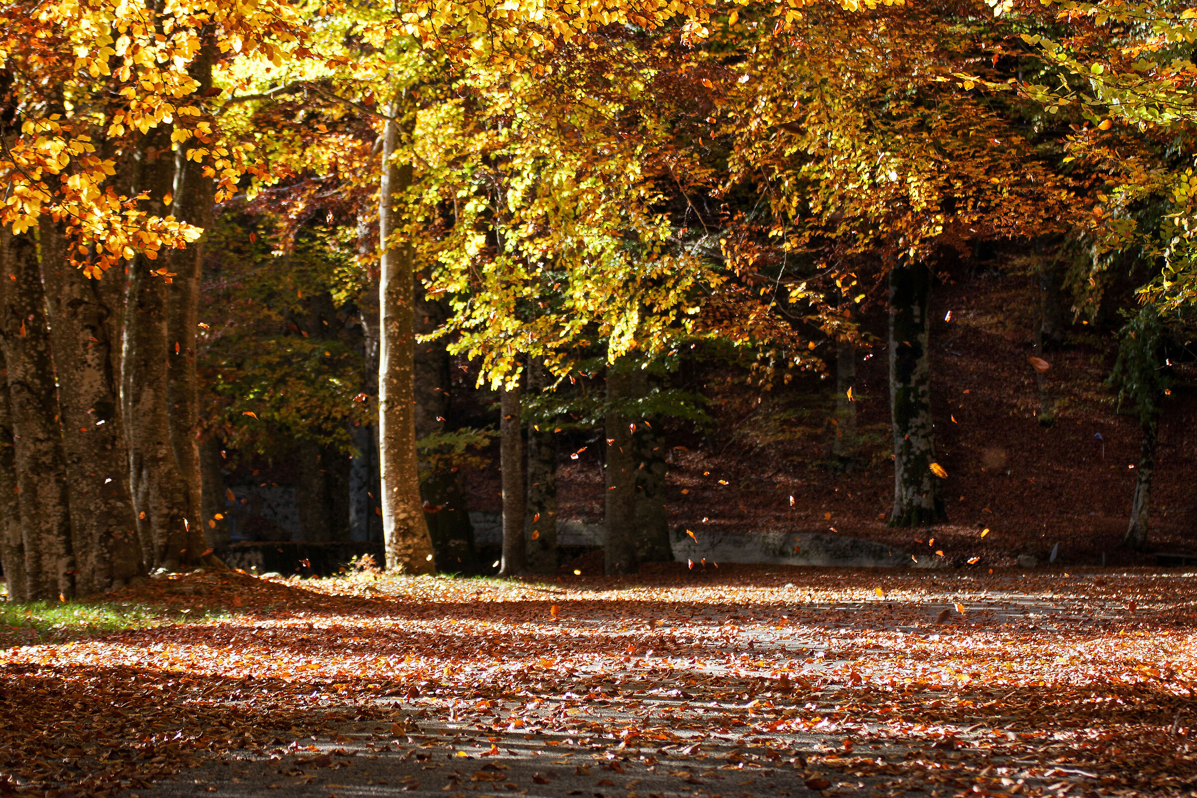 Autumn