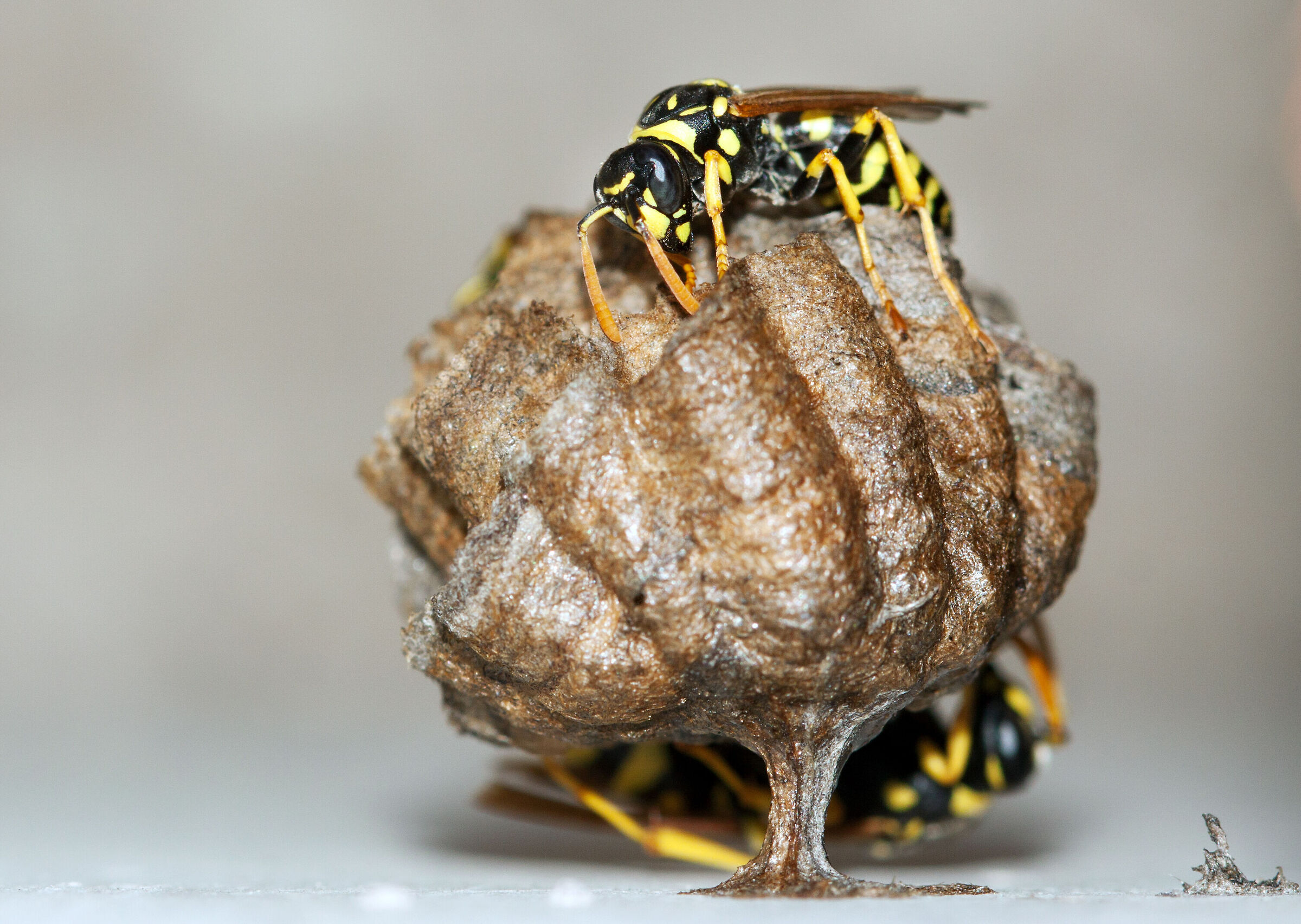 The hive