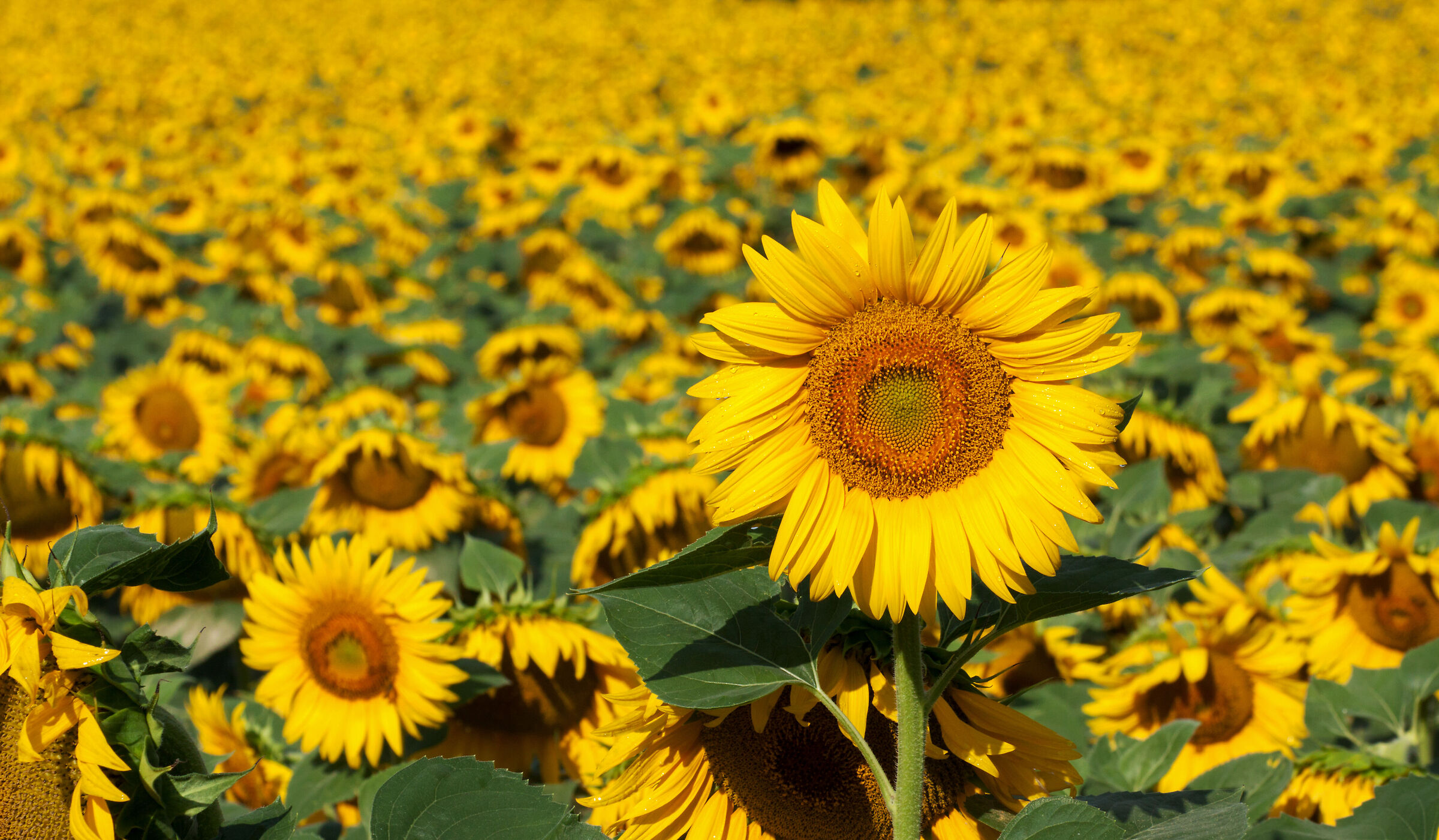 Sunflowers