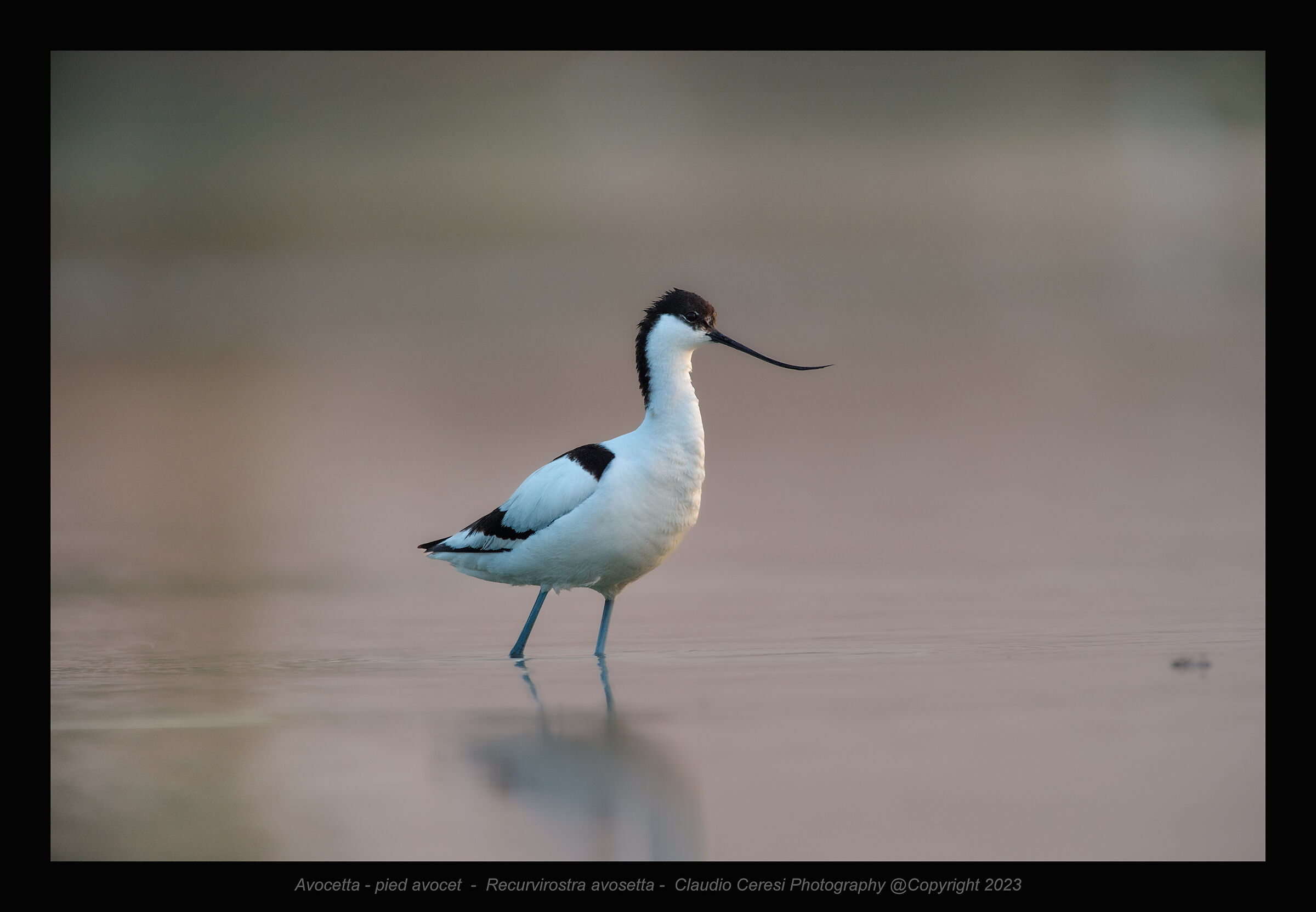 avocetta