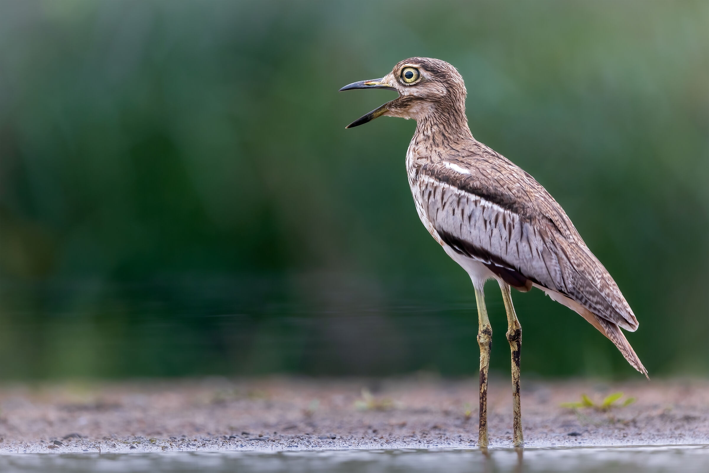 Occhione /Water thick-knee (Burhinus vermiculatus)
