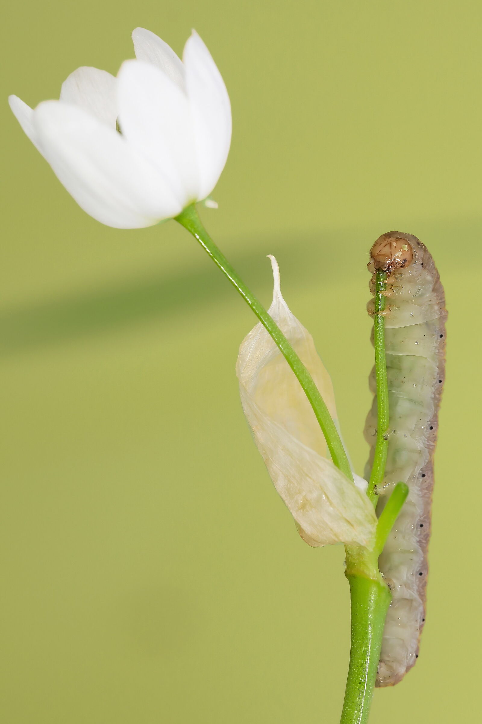 Breakfast of champions