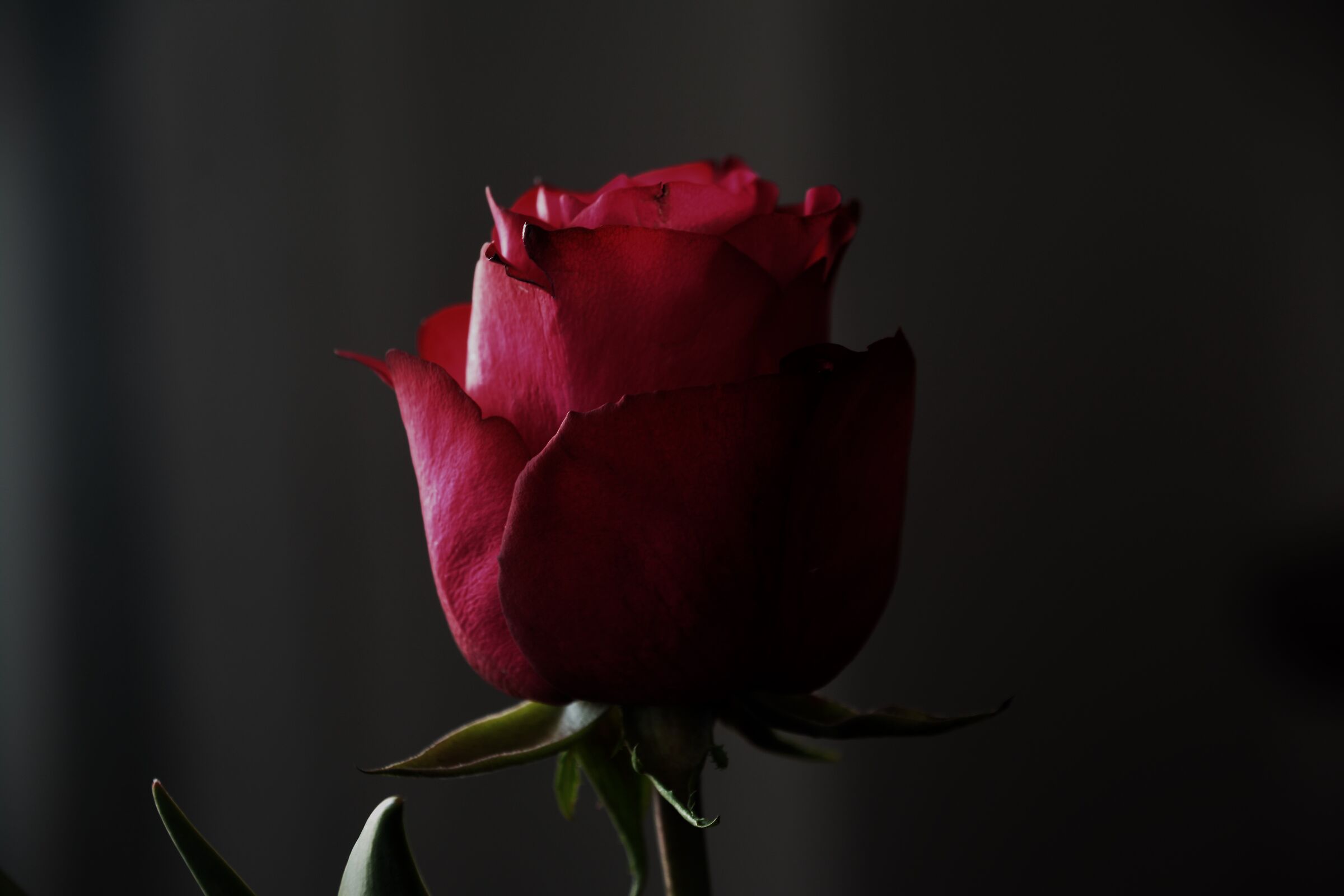Una rosa è una rosa