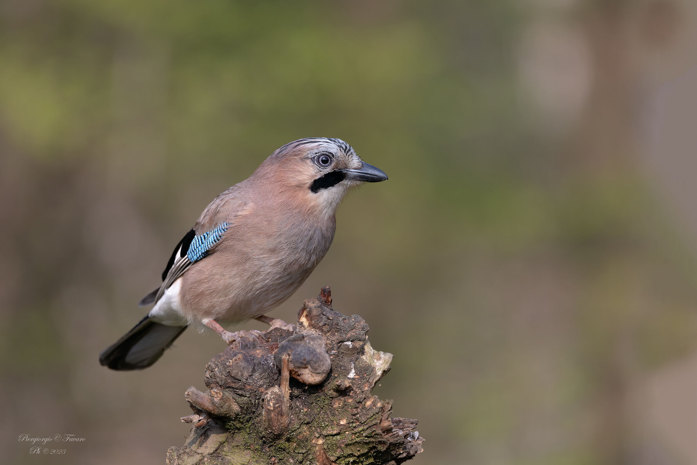 Jay