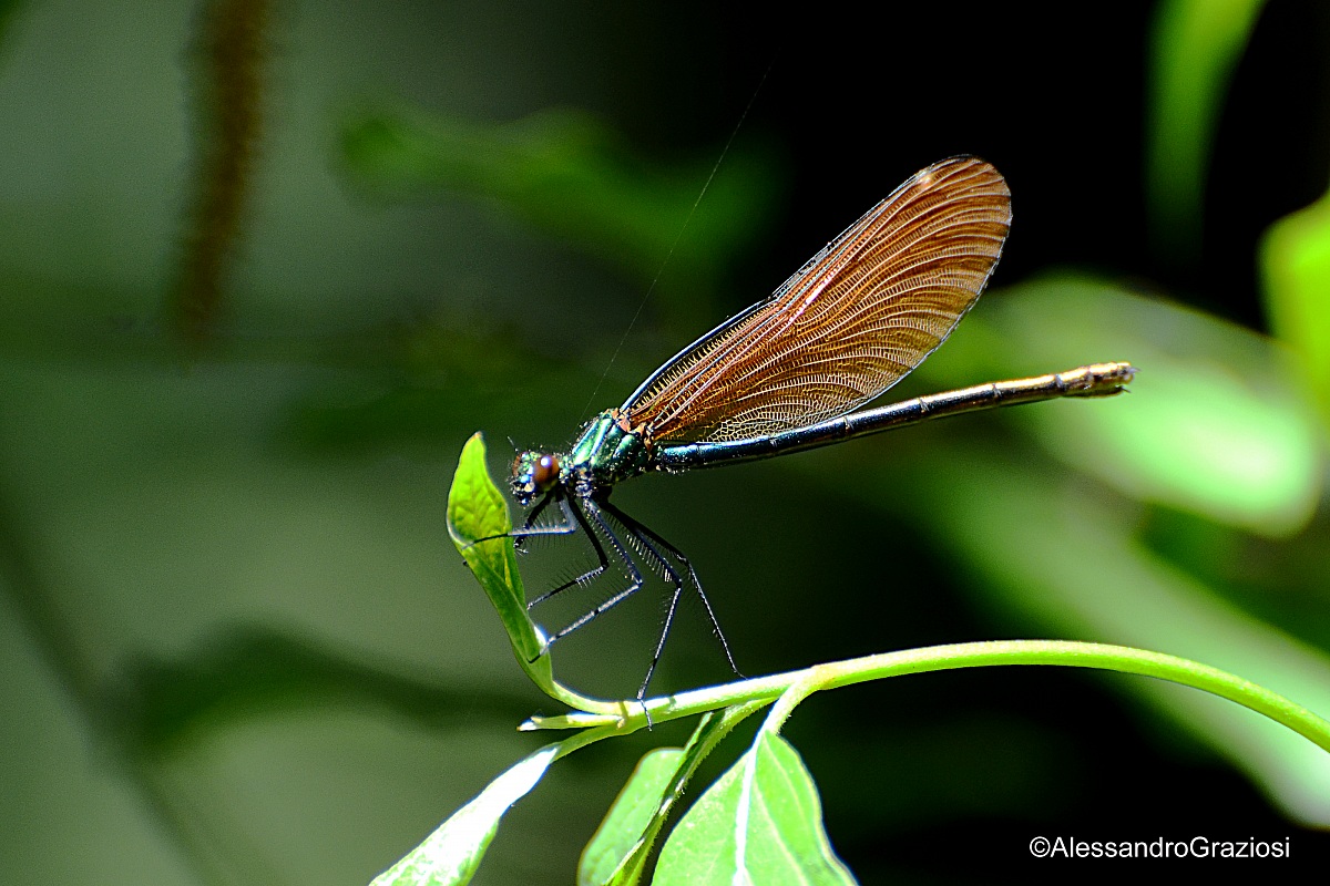 Dragonfly Calopteryx virgo