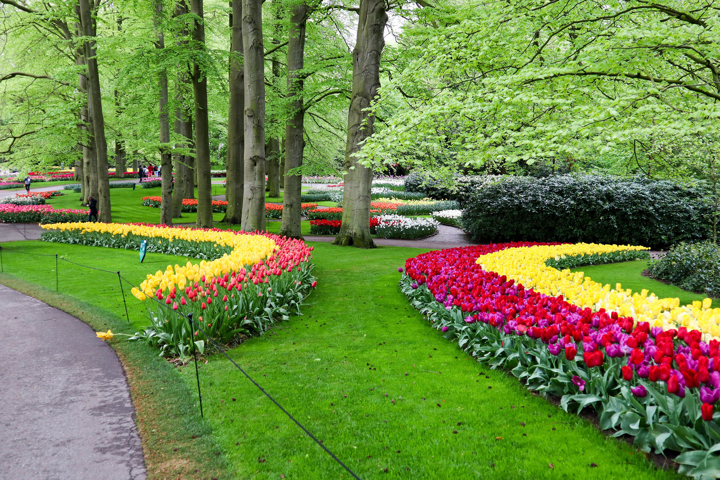 keukenhof-4