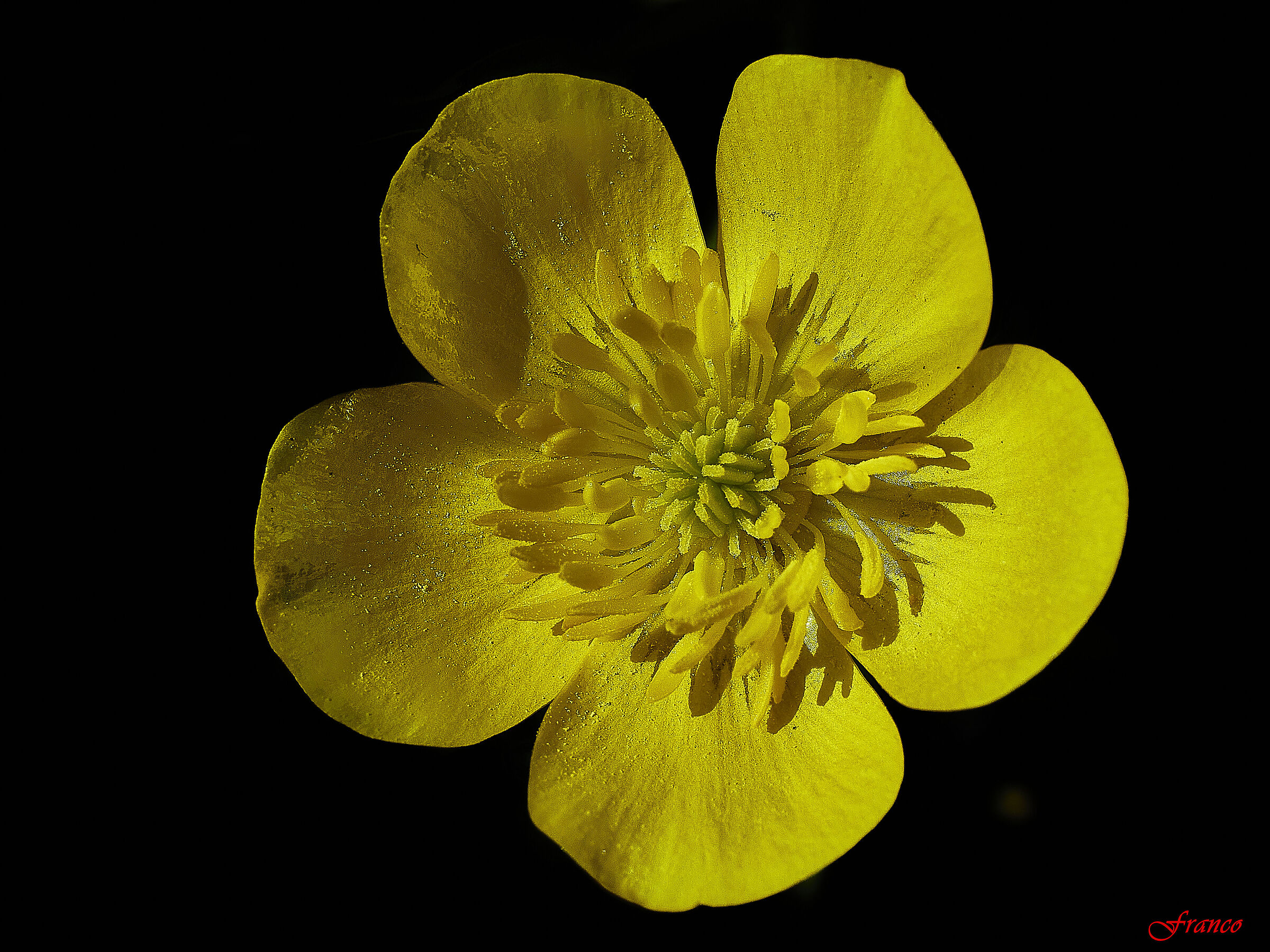 Common buttercup #2