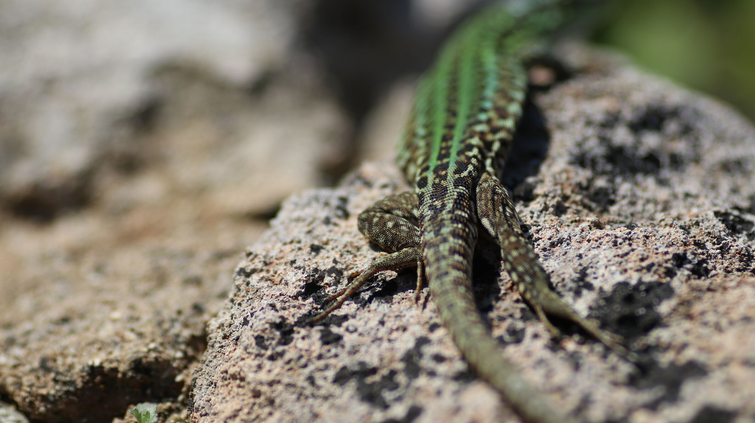 " @ F. 2.5 ",1/4 Mila, ISO 125- Canon 135 F. 2, L-...