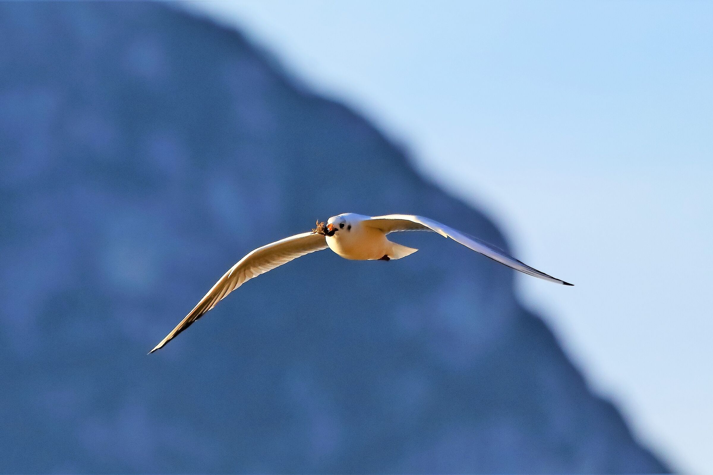 gabbiano terrestre 20-01-2023