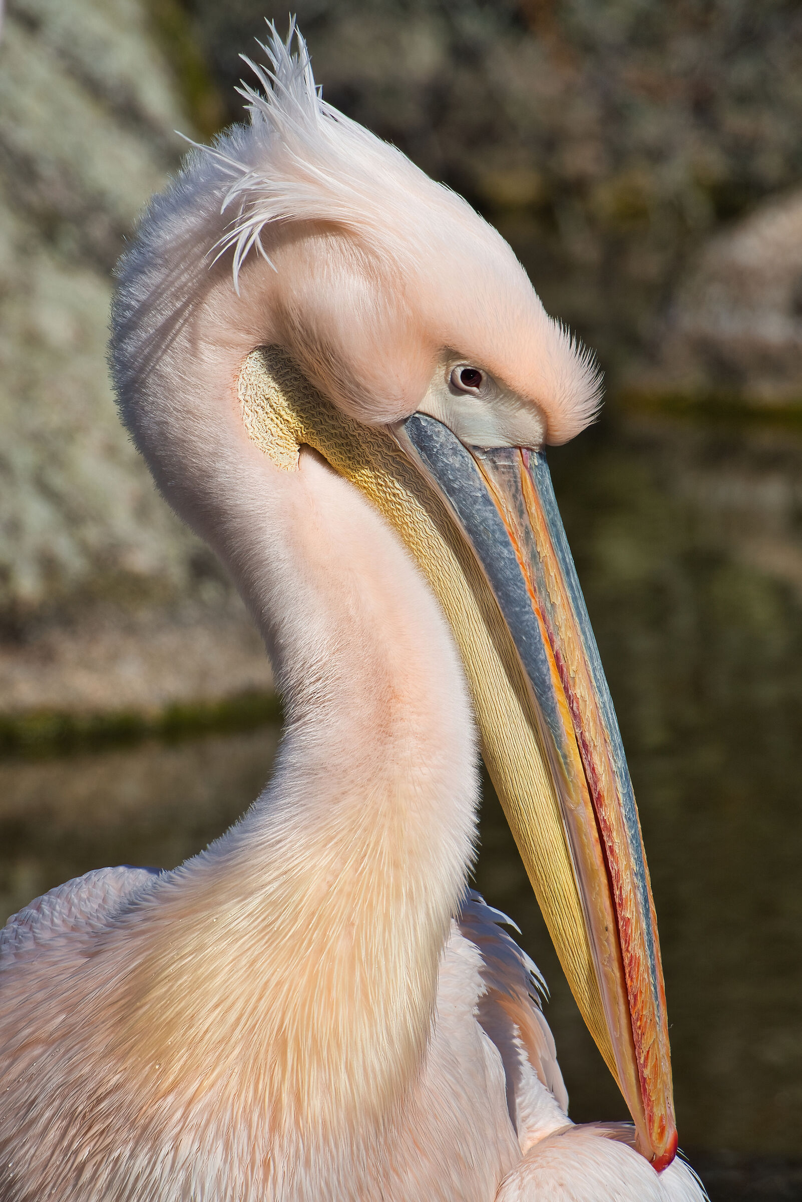 Pink pelican