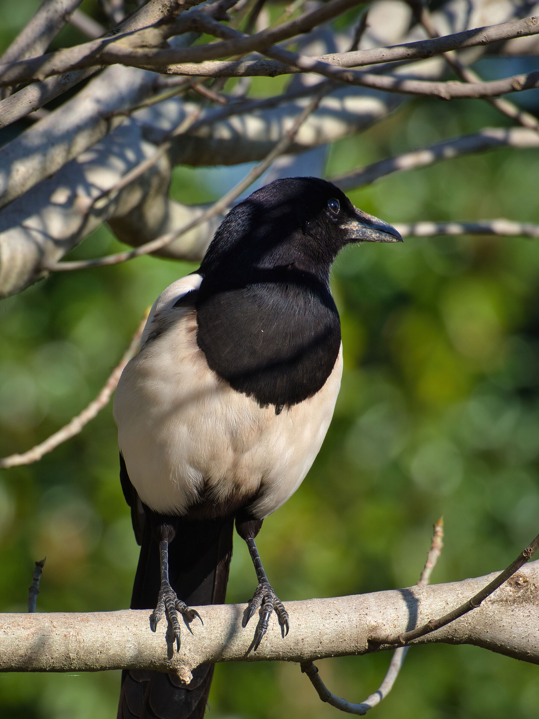 Magpie