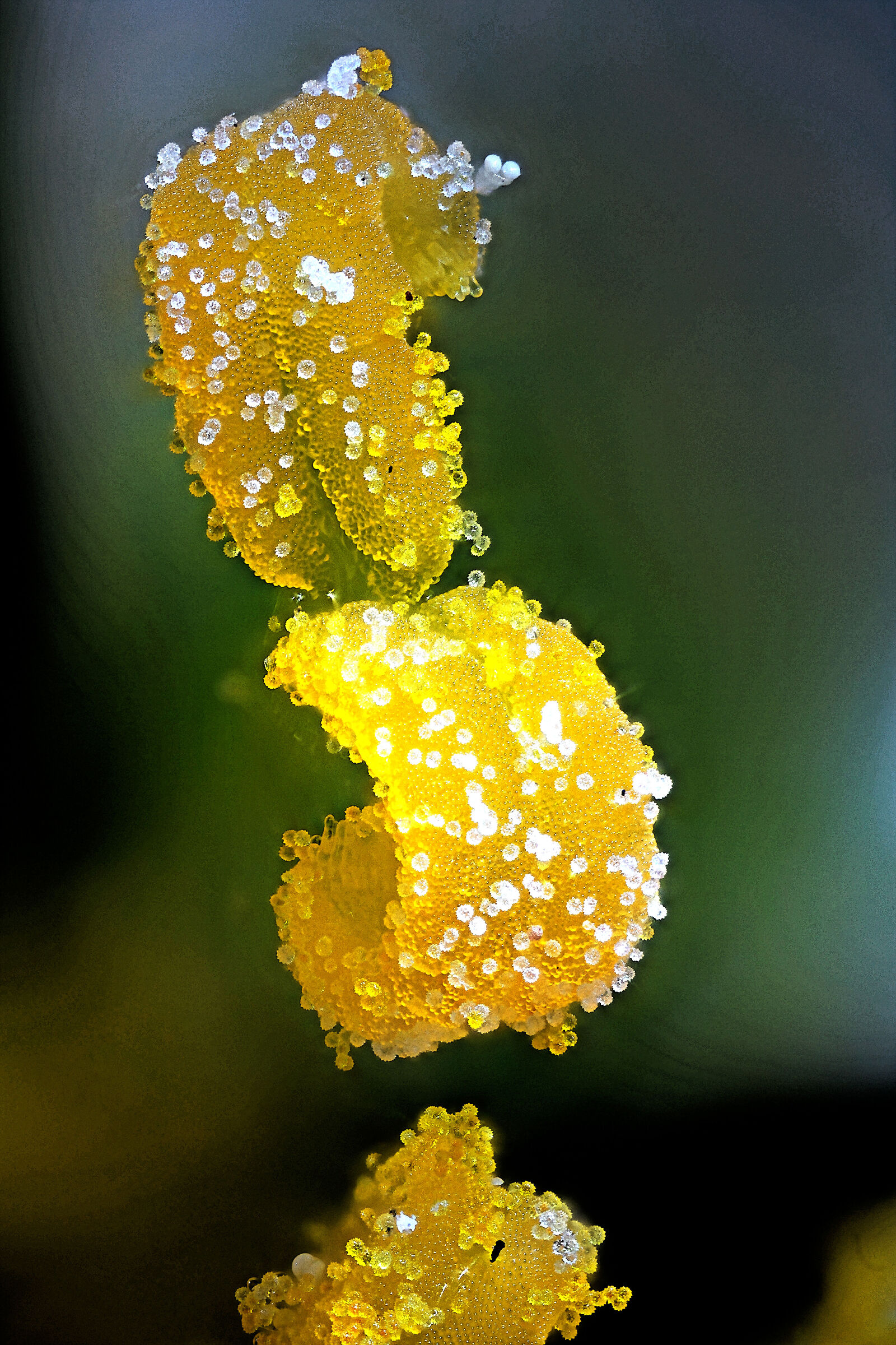 Pollen-Amscope 10x planar Achro-Bellows-Fov