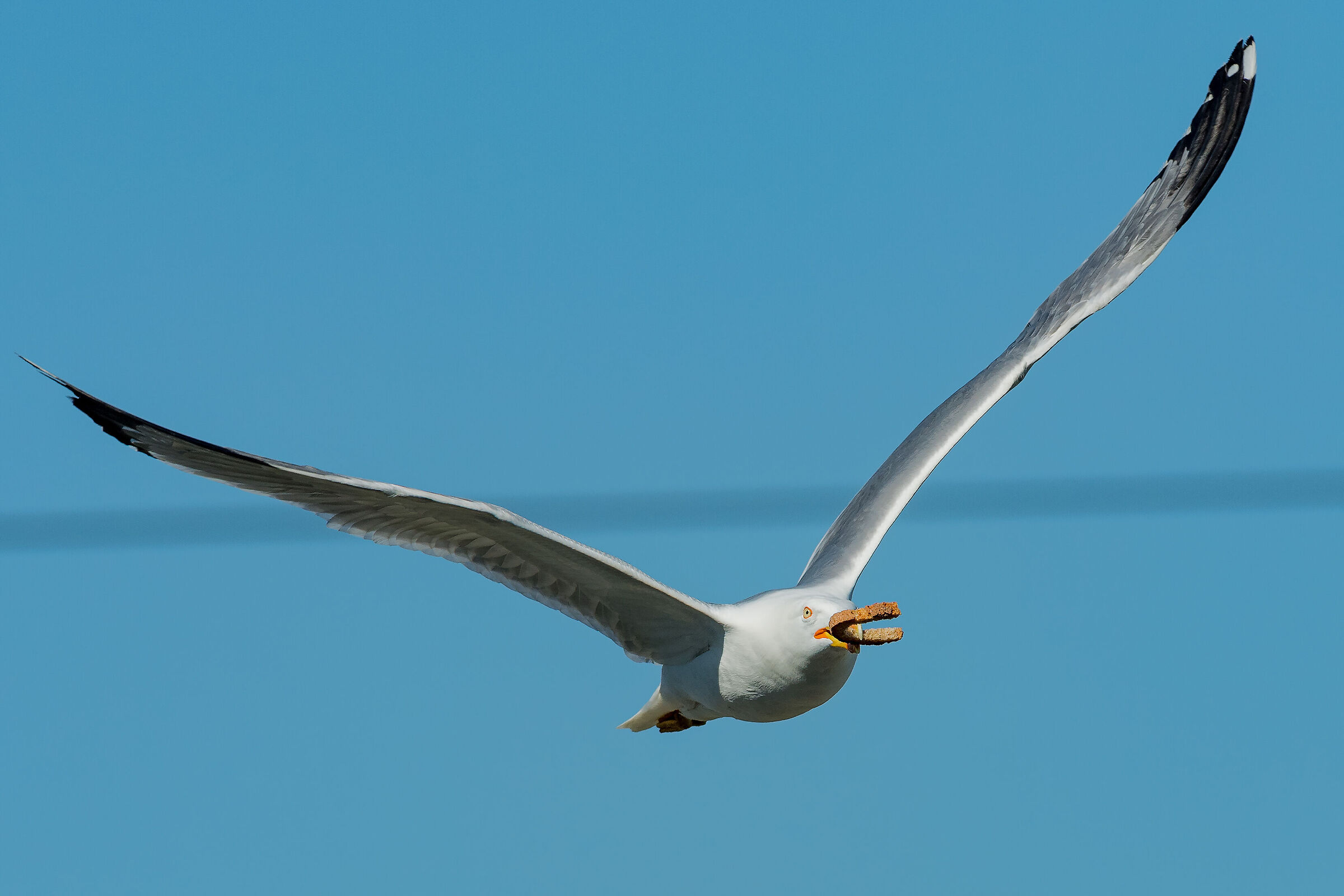 Gull