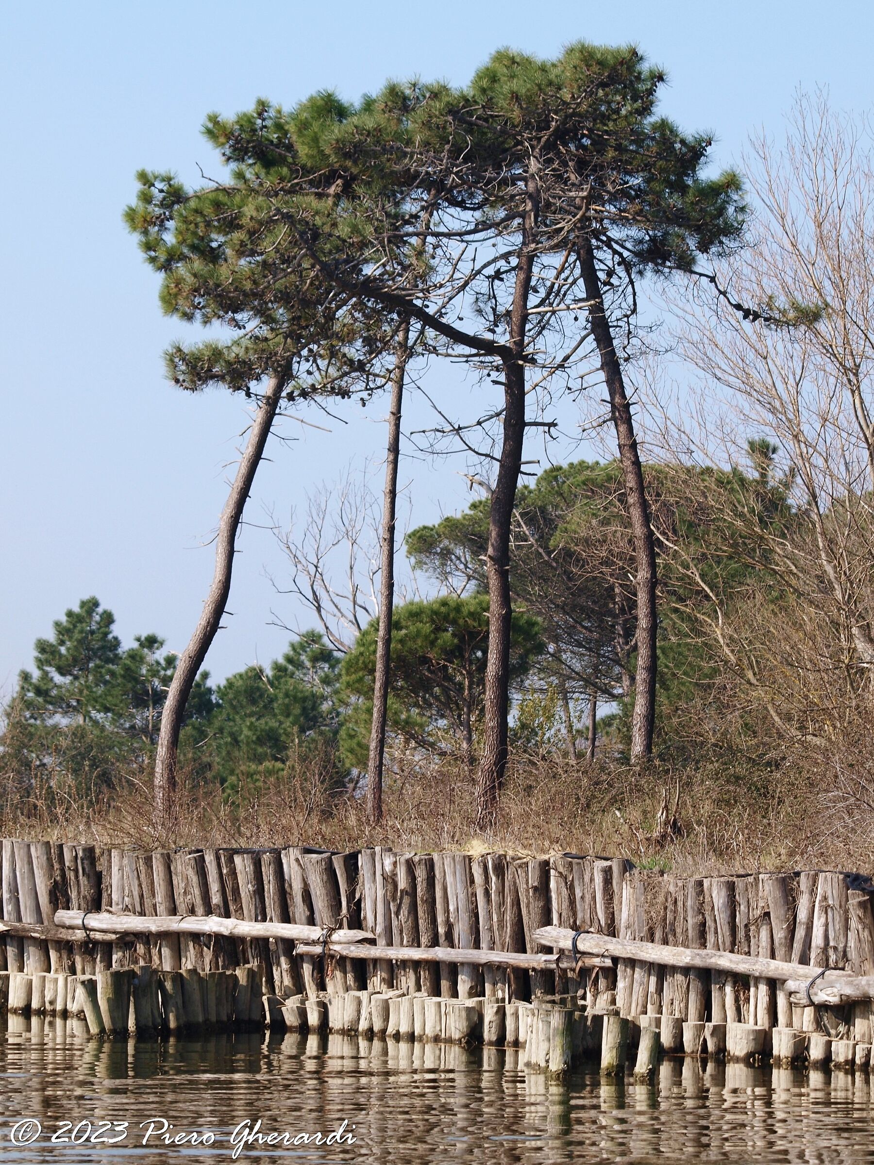 Foce Bevano