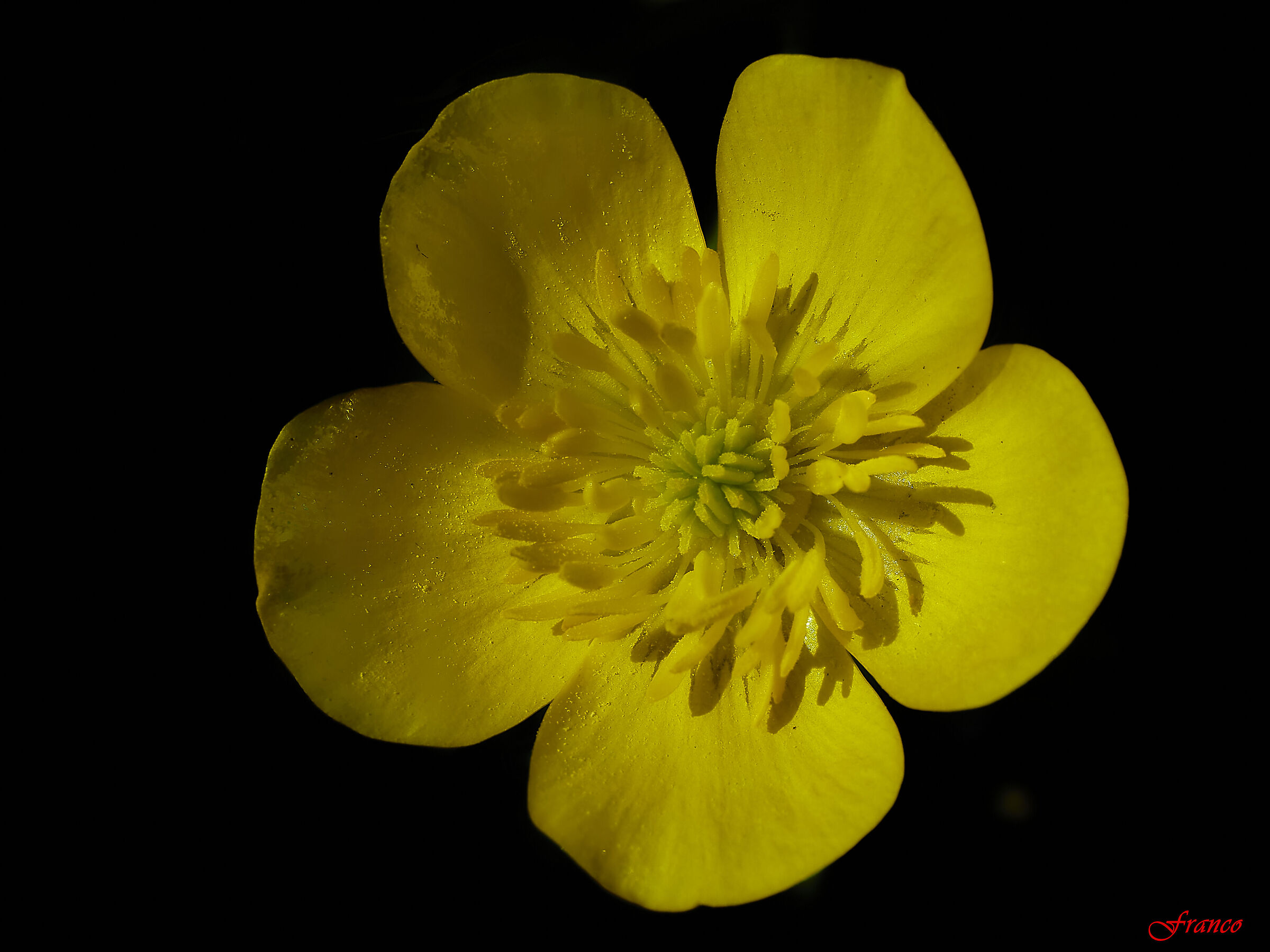 Common buttercup #3