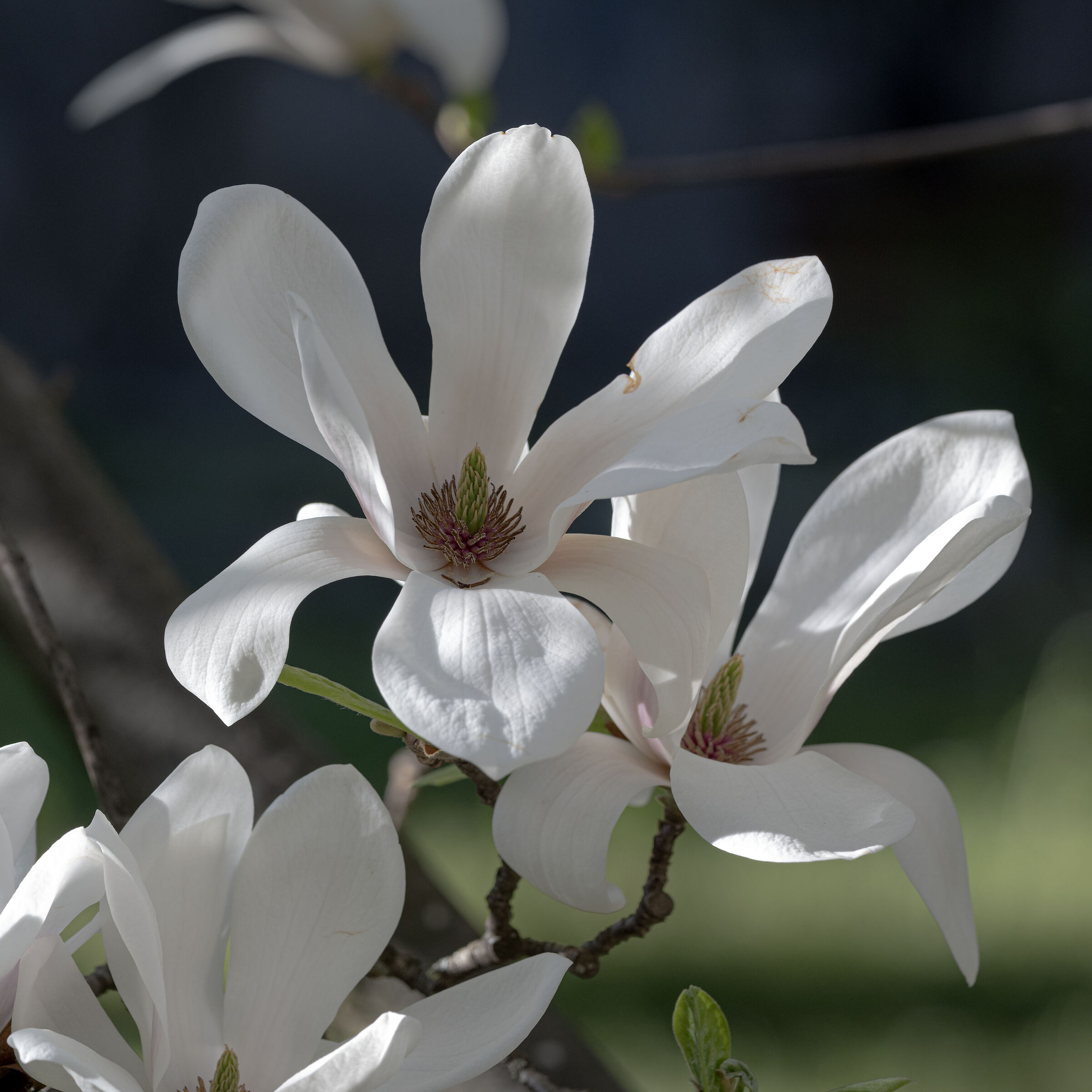 Magnolia soulangeana 2023