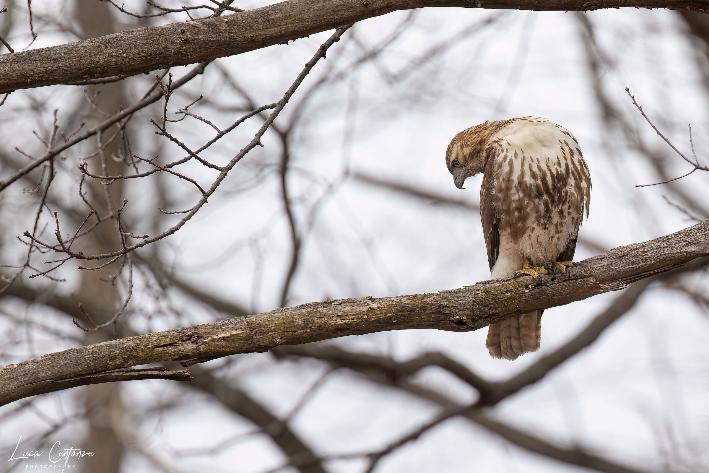 Red tailed Hawk