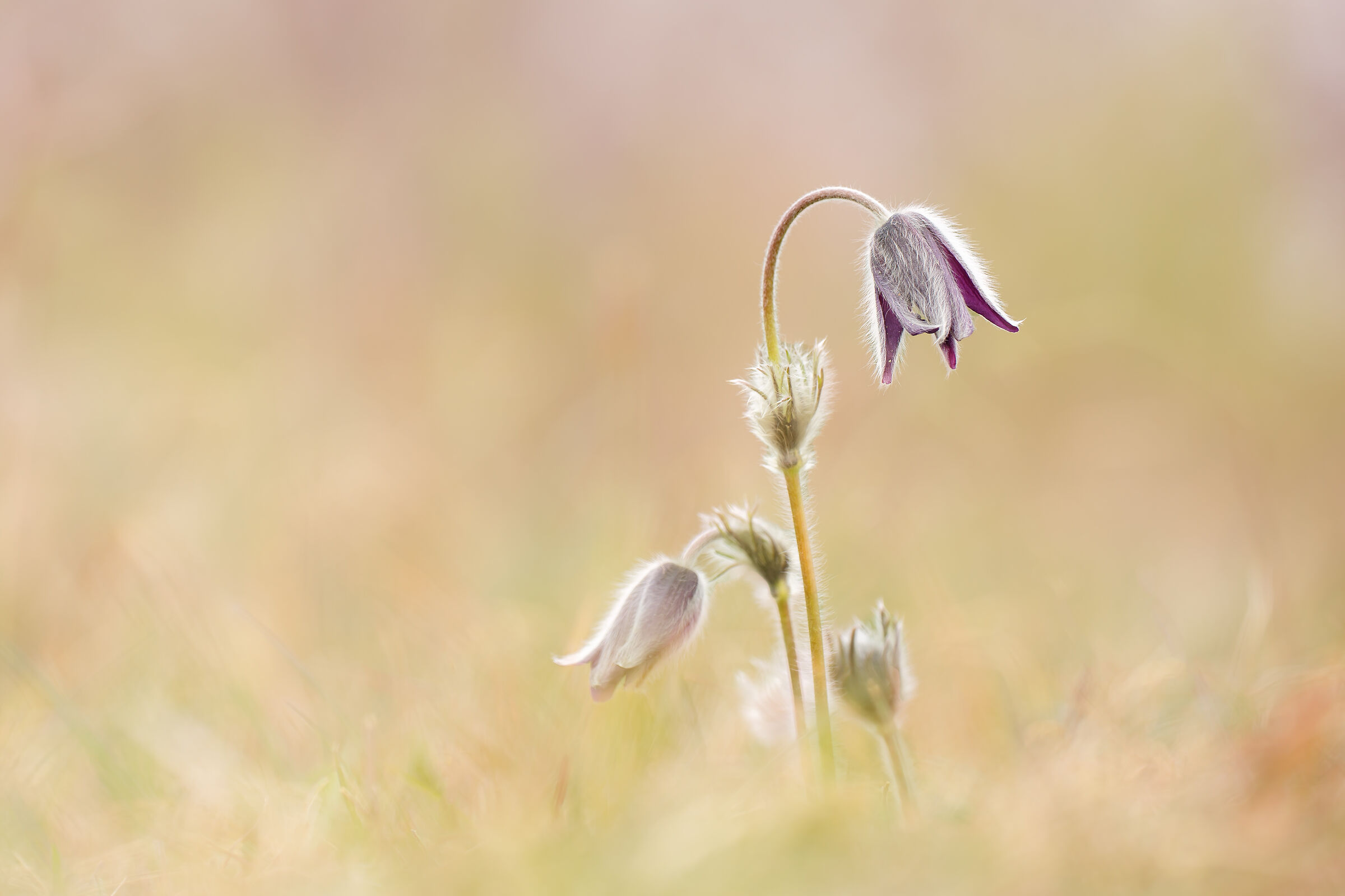pulsatilla