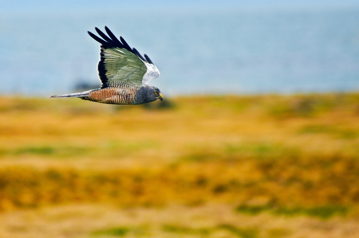 Northern Harrier - Raptor Patagonia -