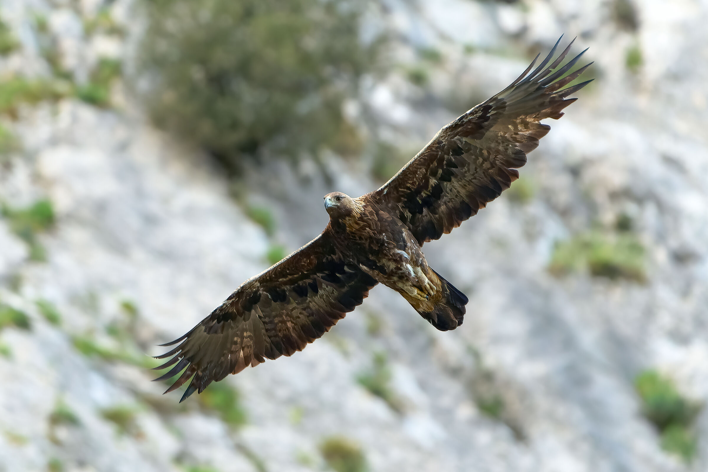 Golden eagle