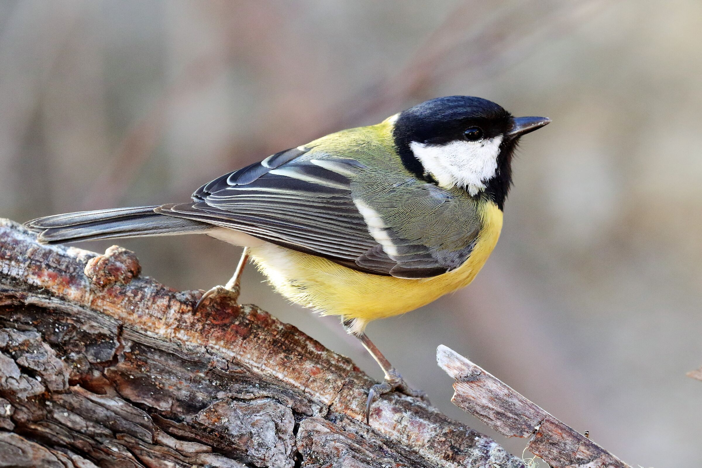 Great (Parus major L.)