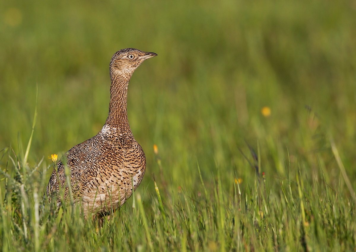 gallina prataiola F.