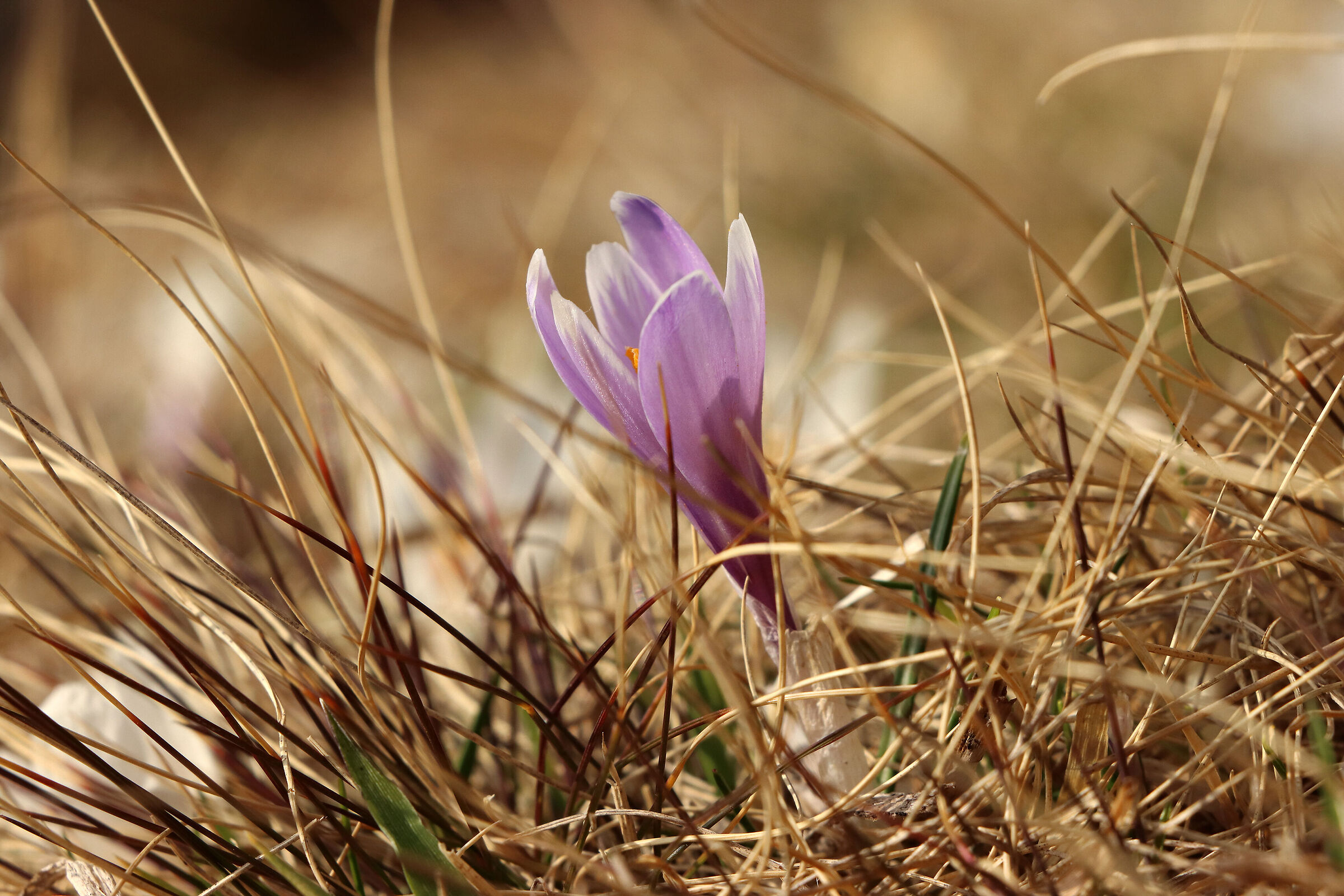 Crocus towards the pass