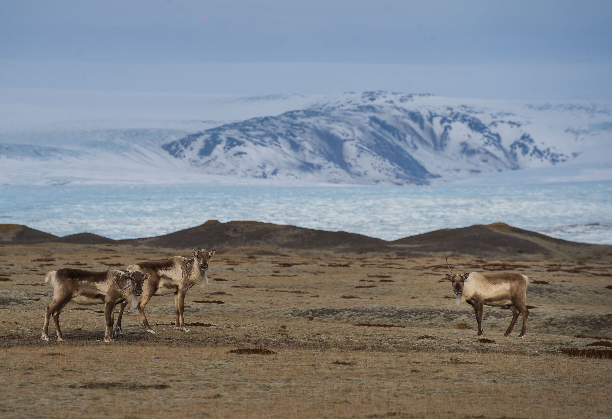 Reindeer and the glacier