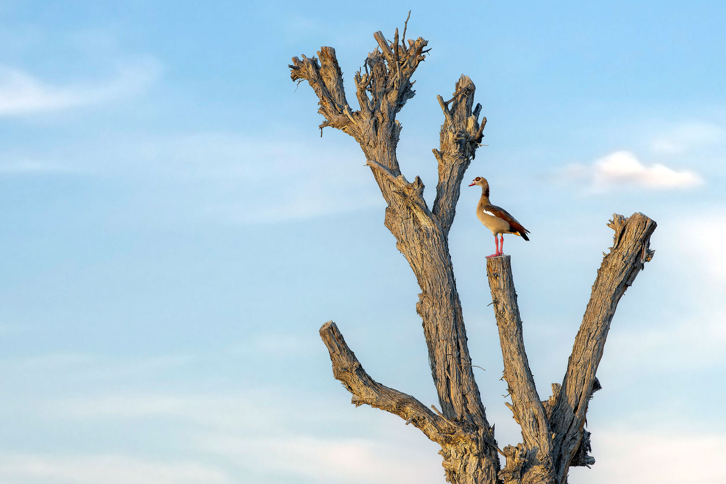 The Egyptian Goose on lookout