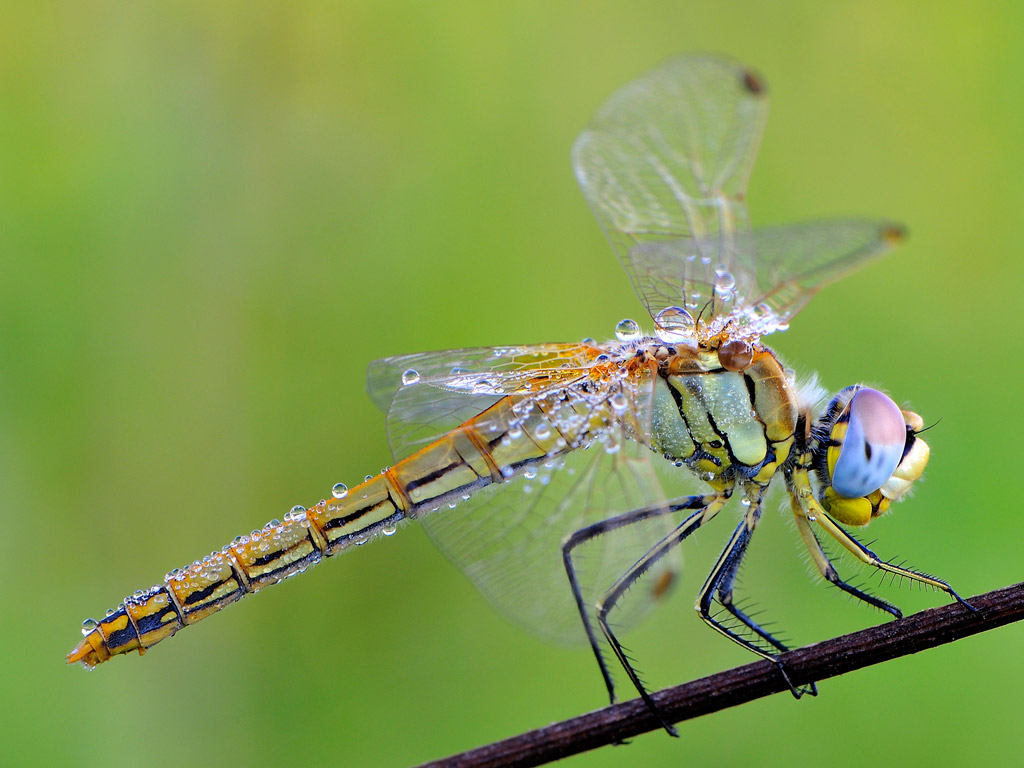 Sympetrum fonscolombii-female