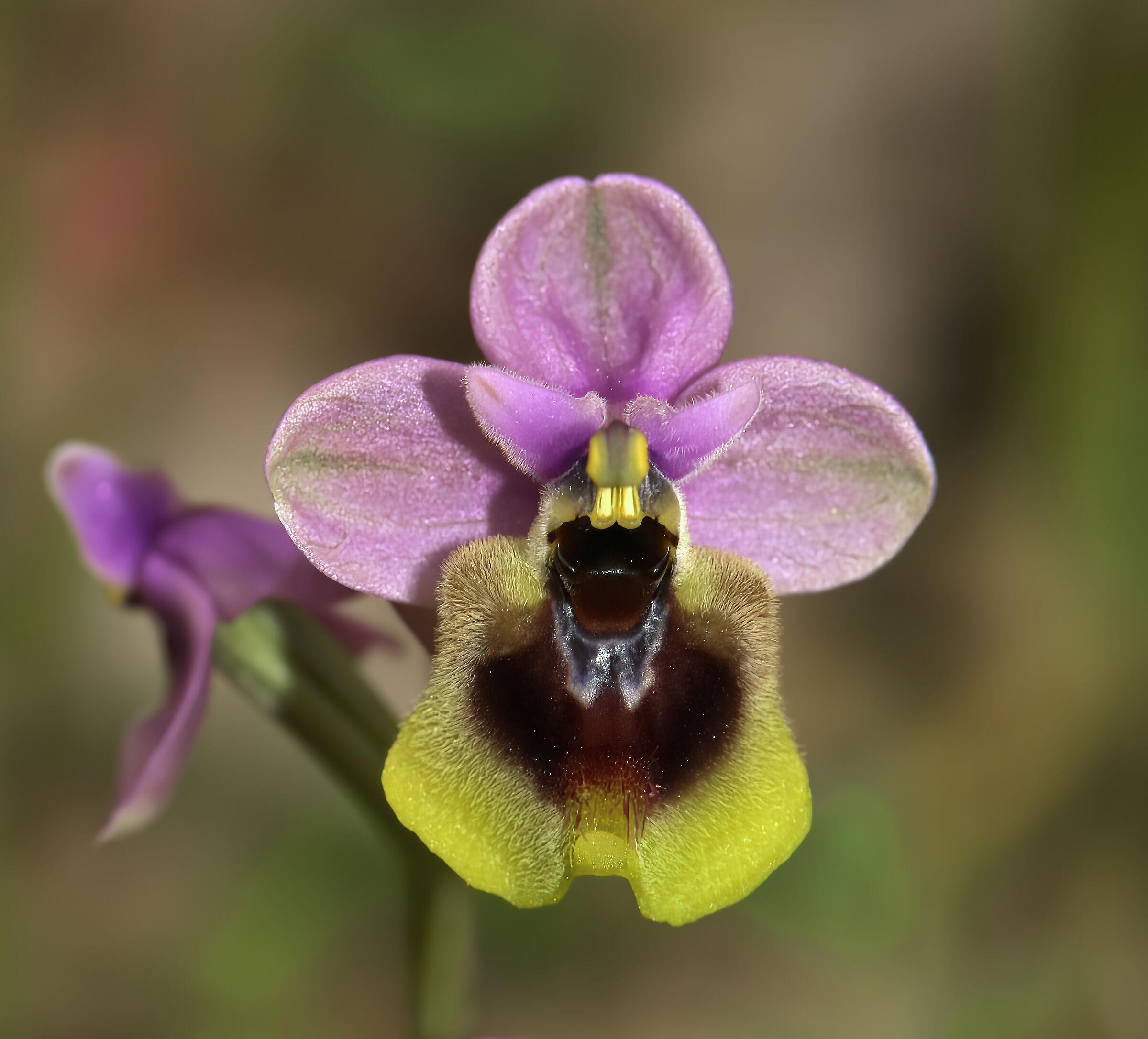 Ophrys tenthredinifera