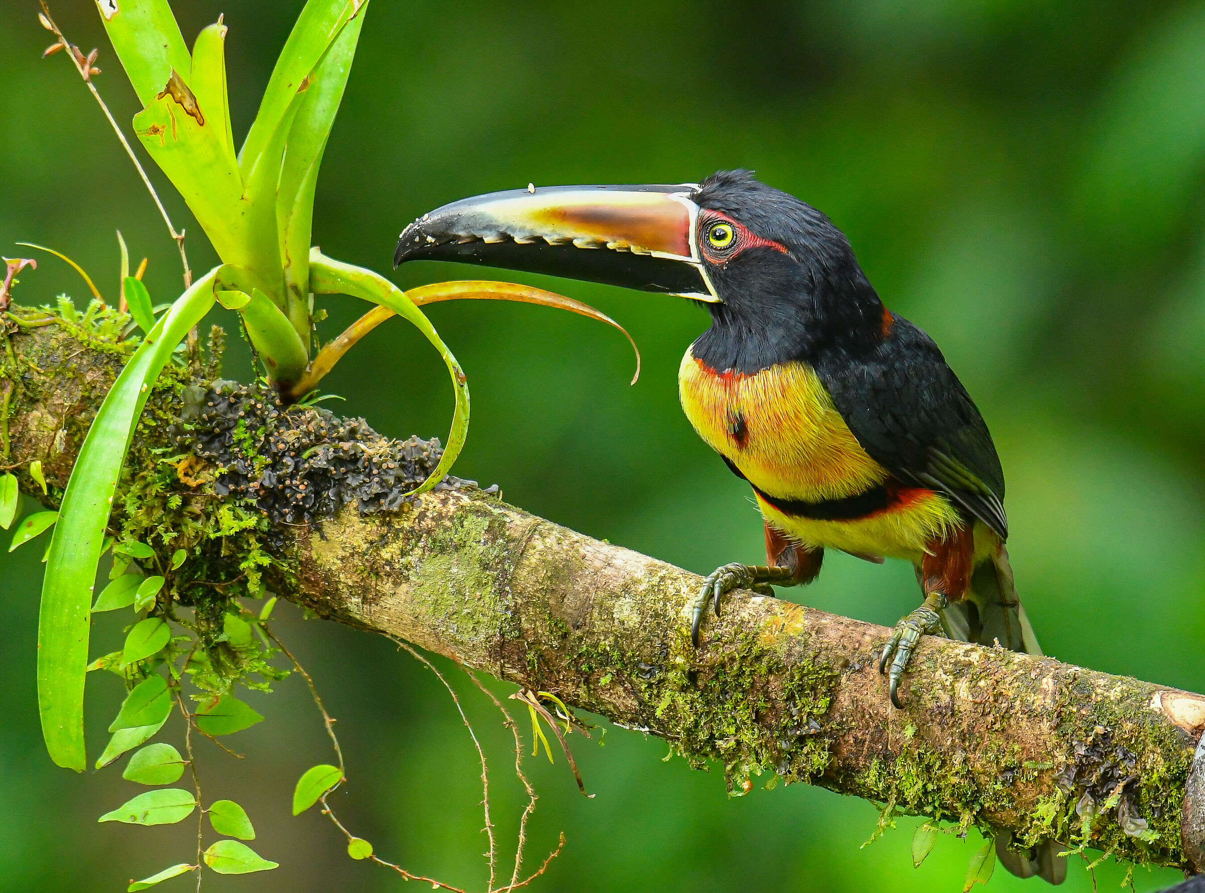L'aracari dal collare