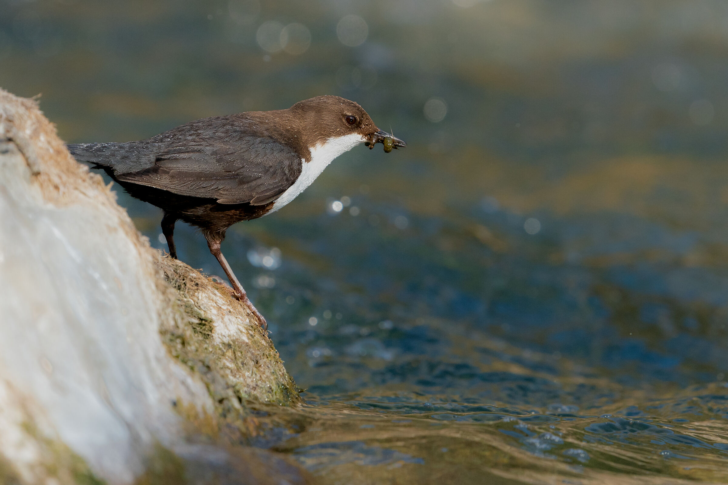 White-throated dipper