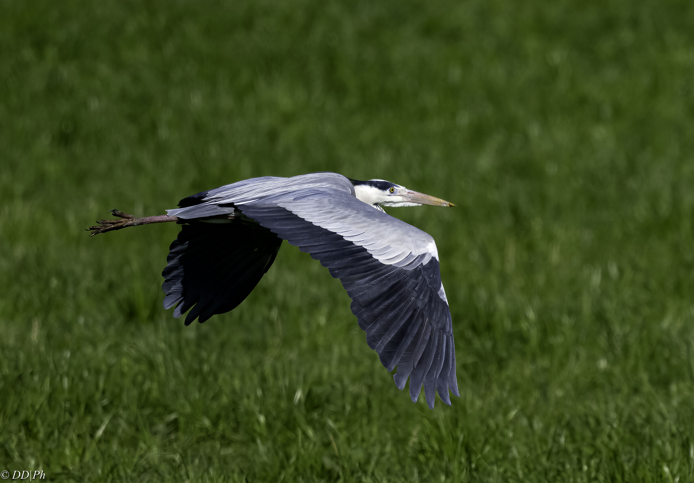 Grey heron