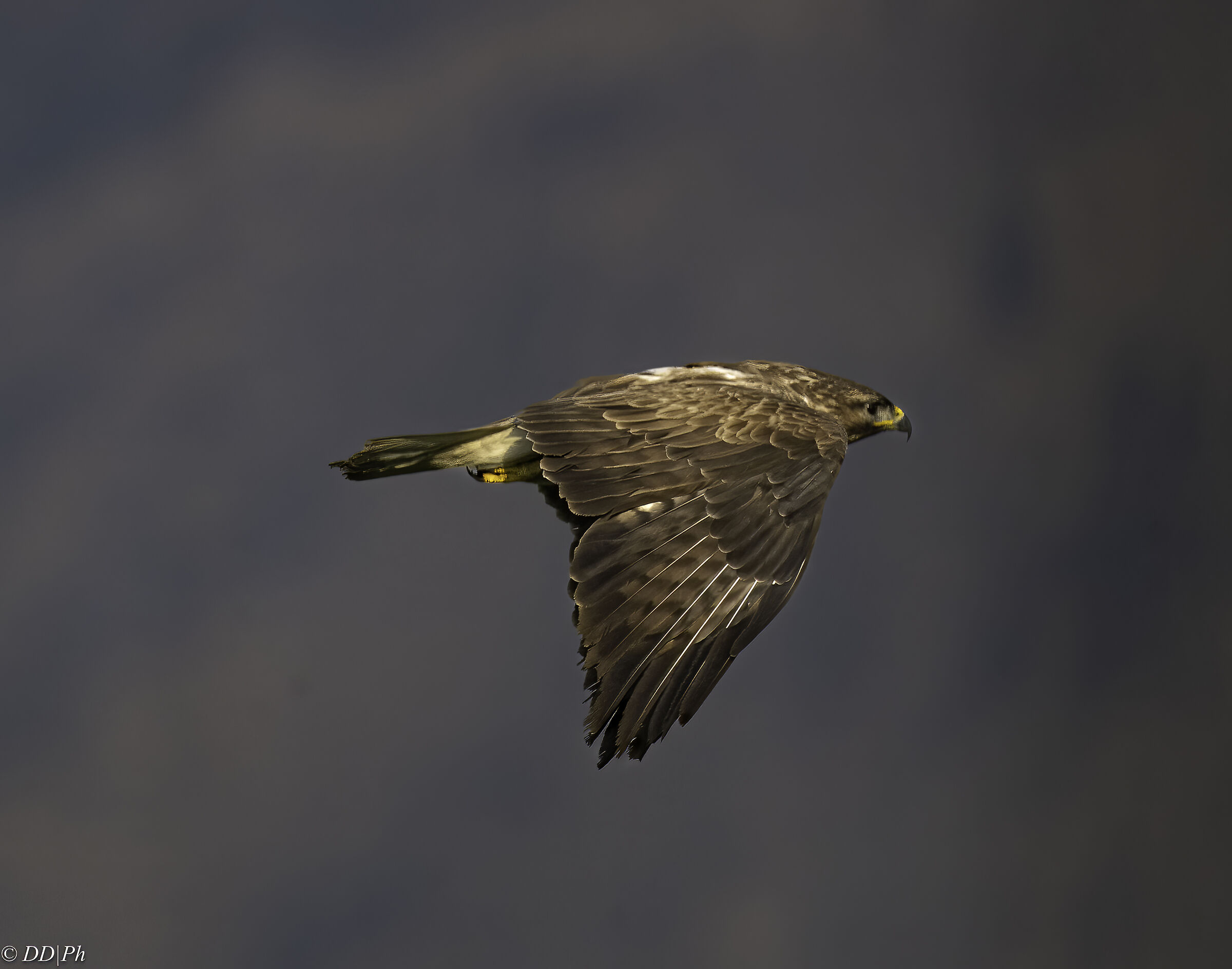 Buzzard