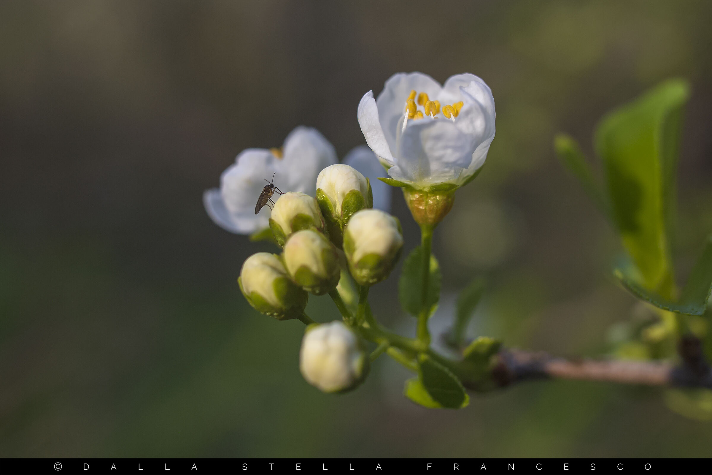 Boccioli sulle fronde