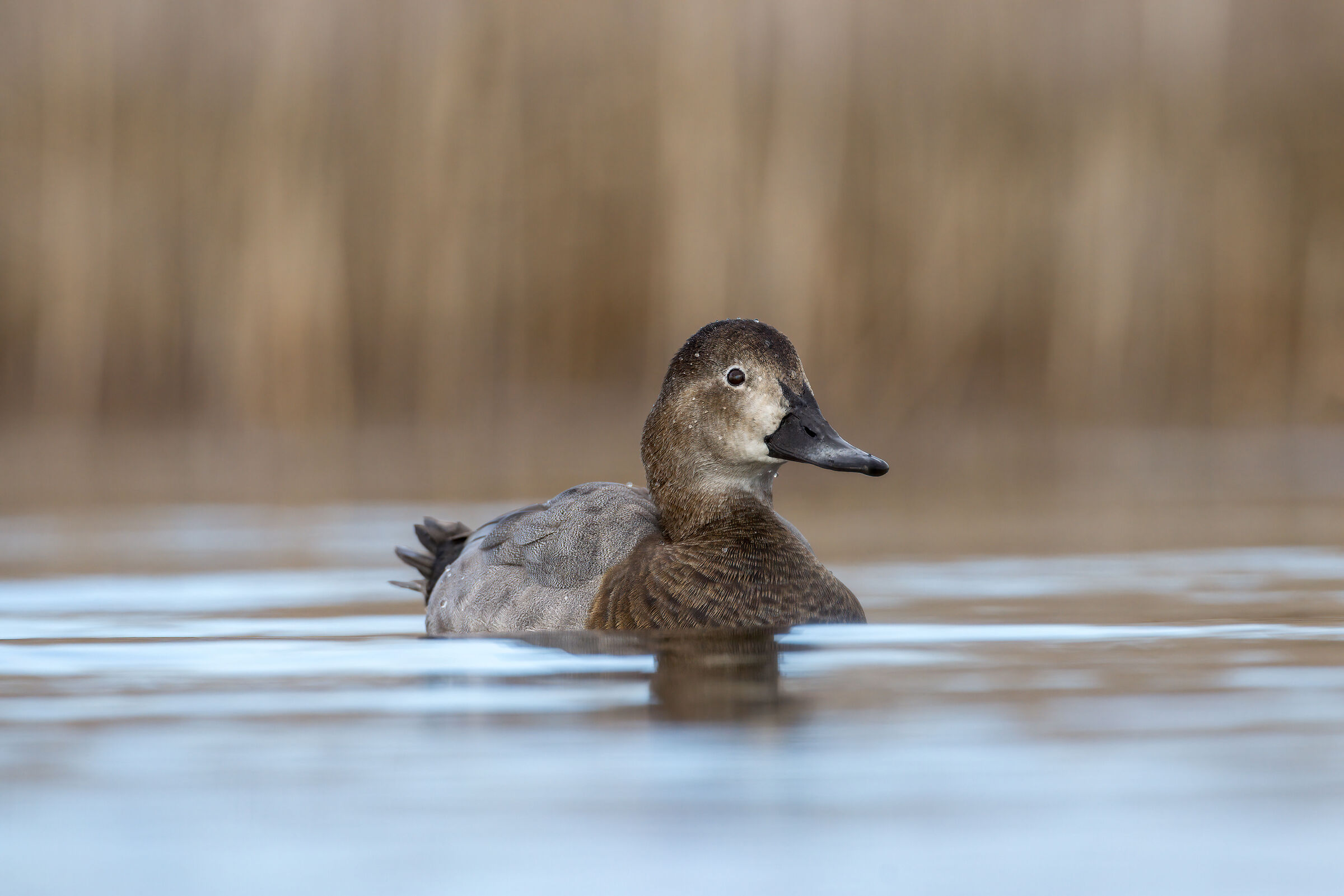 Moriglione femmina (Aythya ferina)