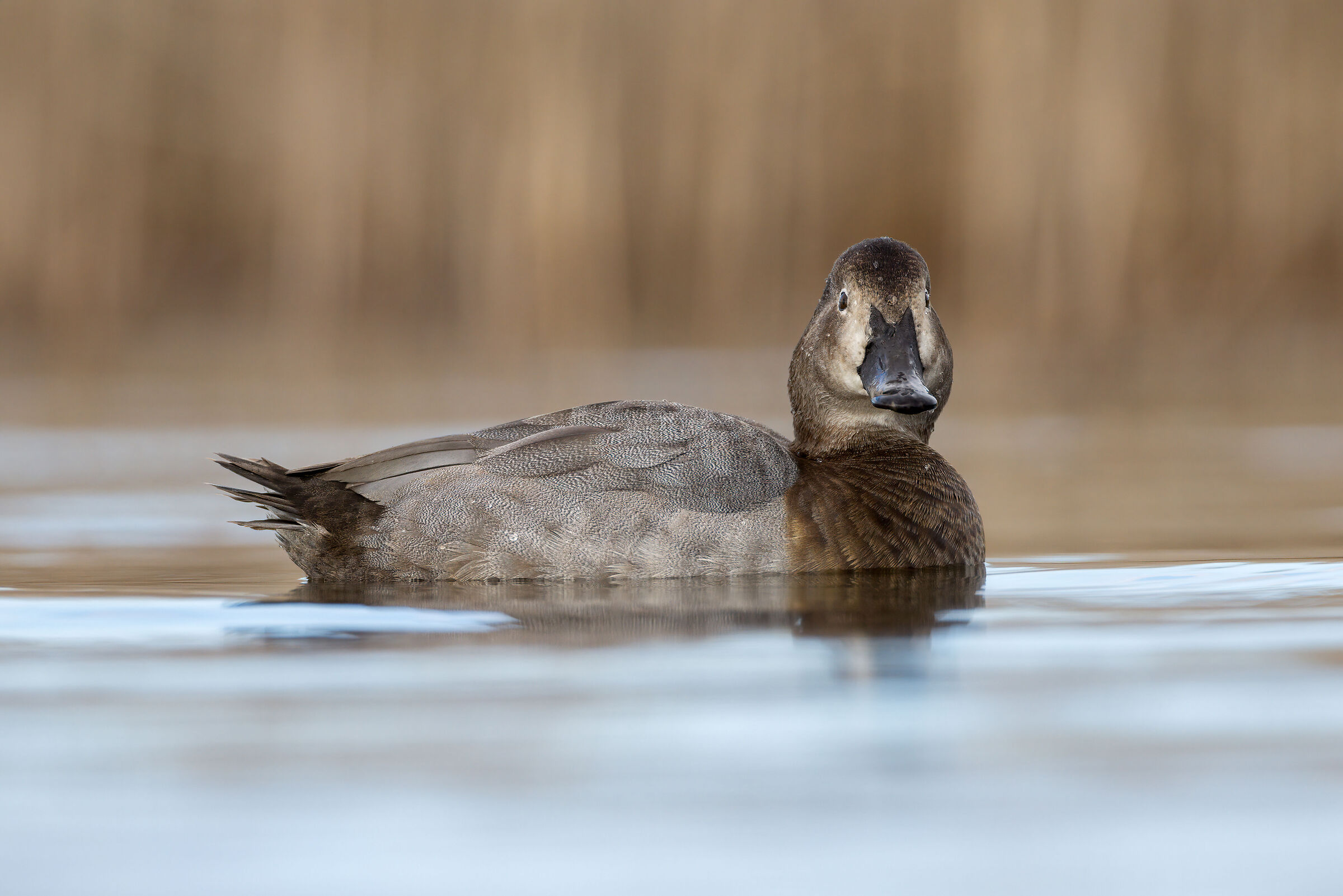 Moriglione femmina (Aythya ferina)