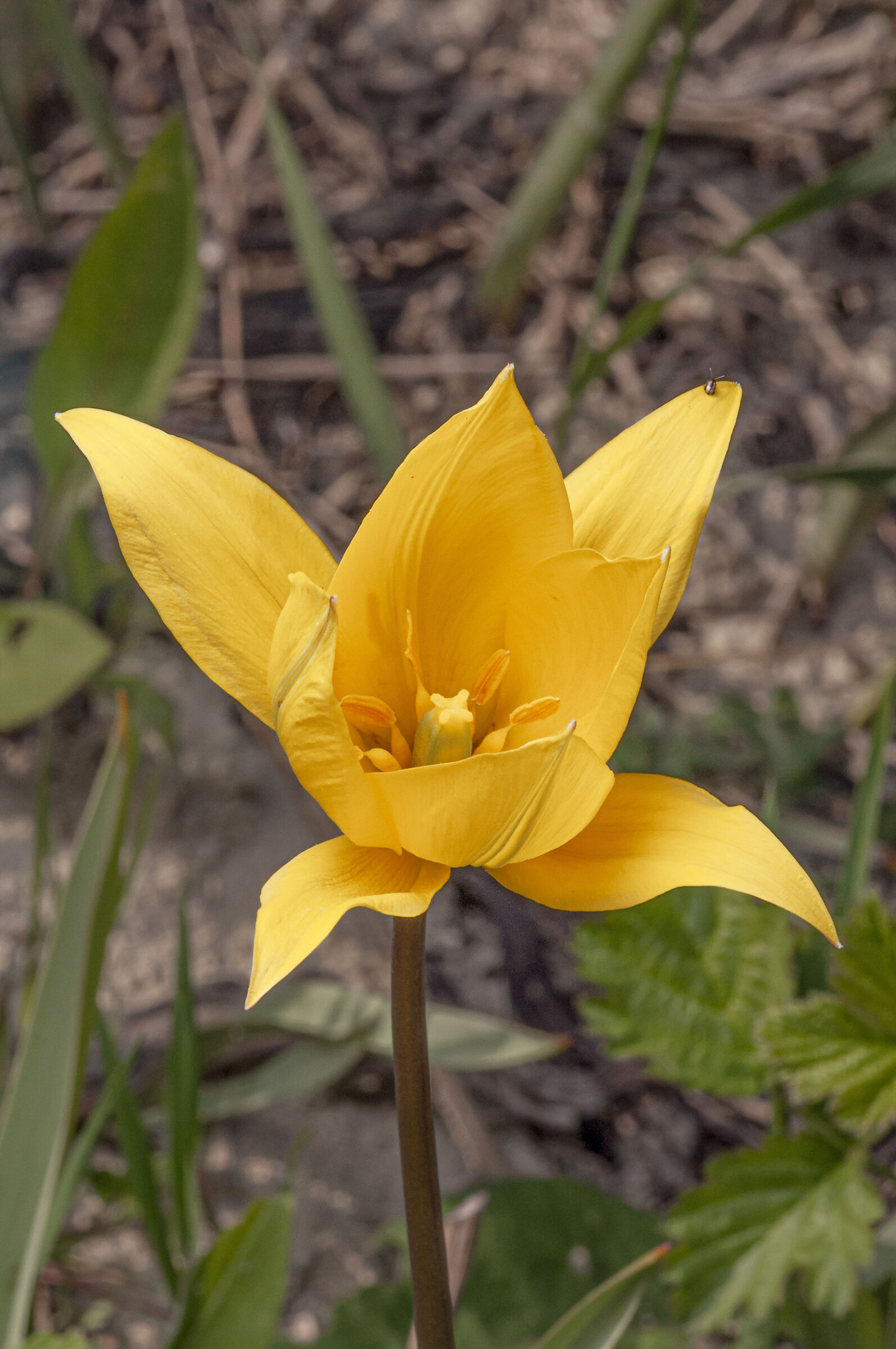 Tulipa silvestris