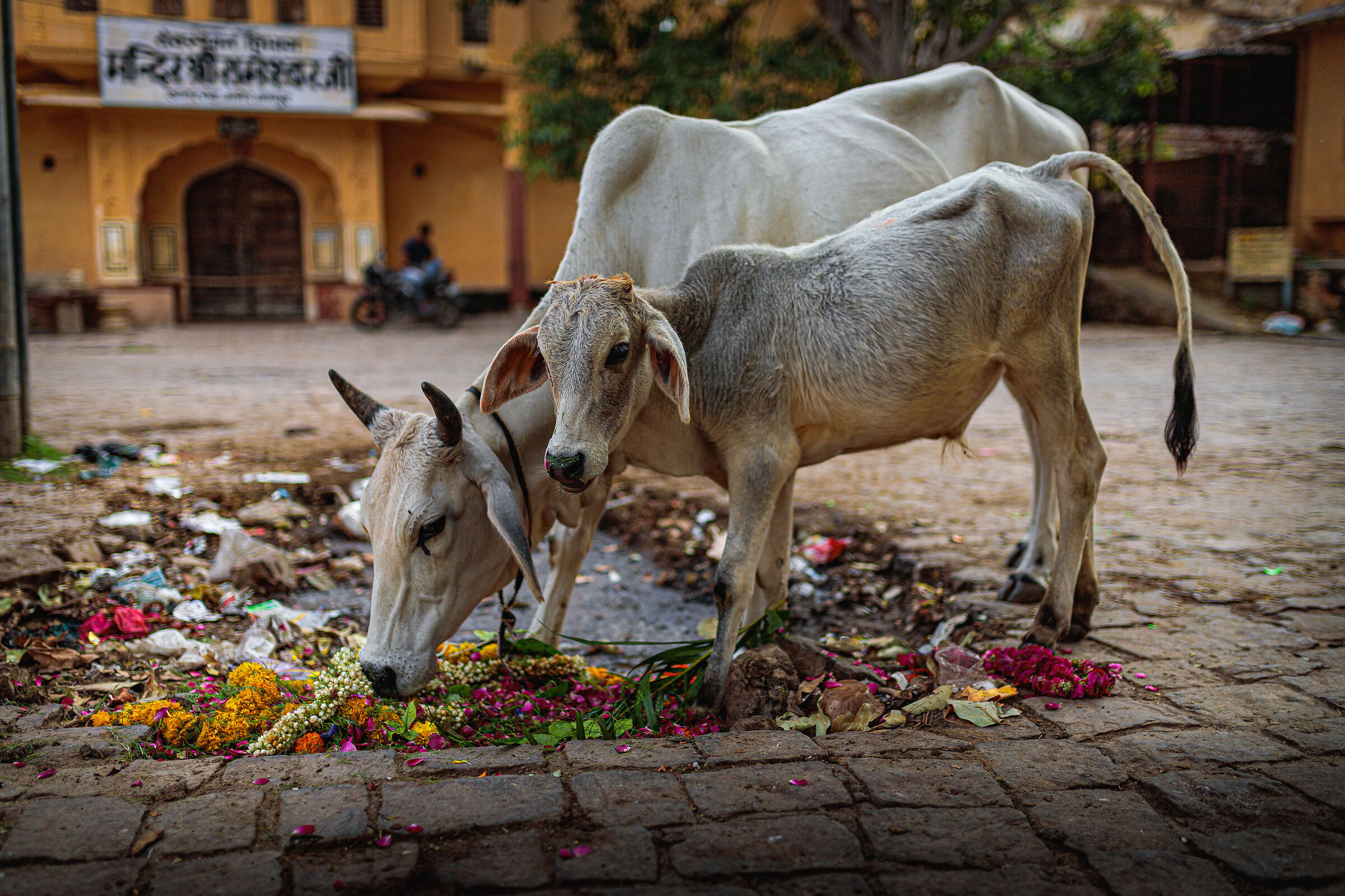 The harsh Indian reality