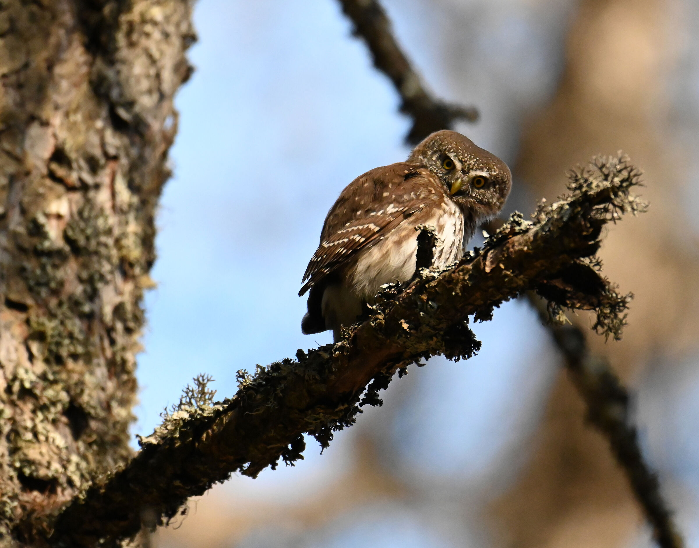 Il piccolo killer del bosco
