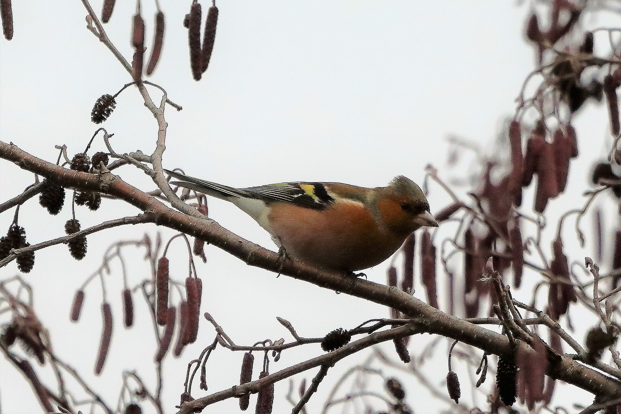 Fringuello 26-01-2023