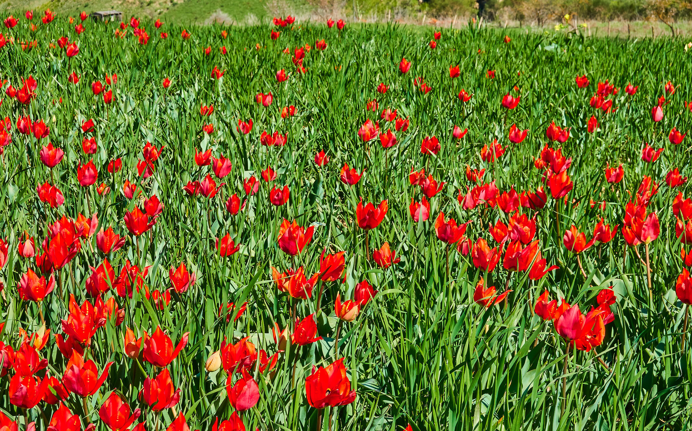 Not only Castelluccio: the wild tulips of Blufi