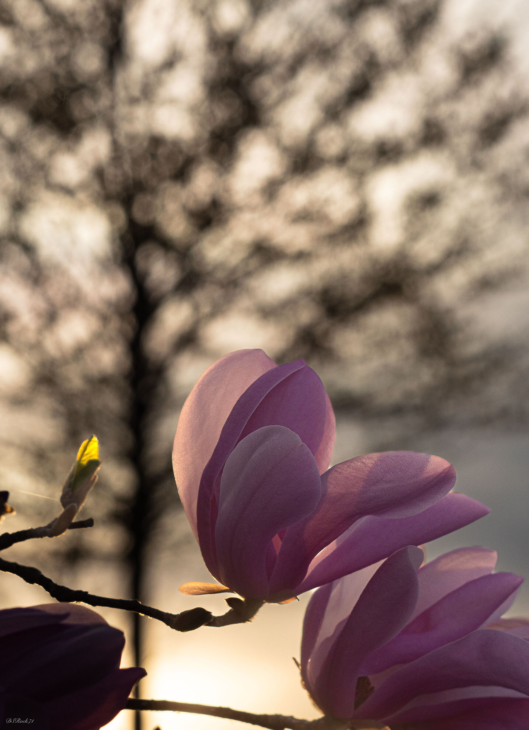 The Magnolia under the big tree