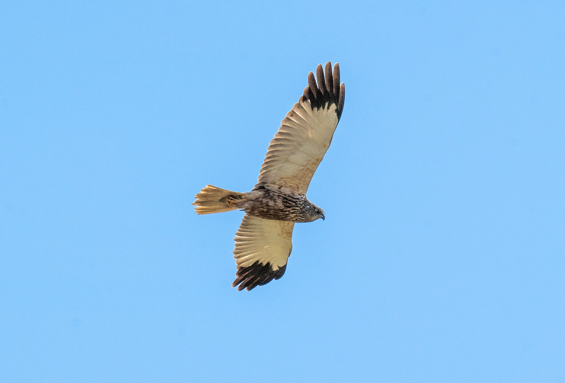 male marsh harrier