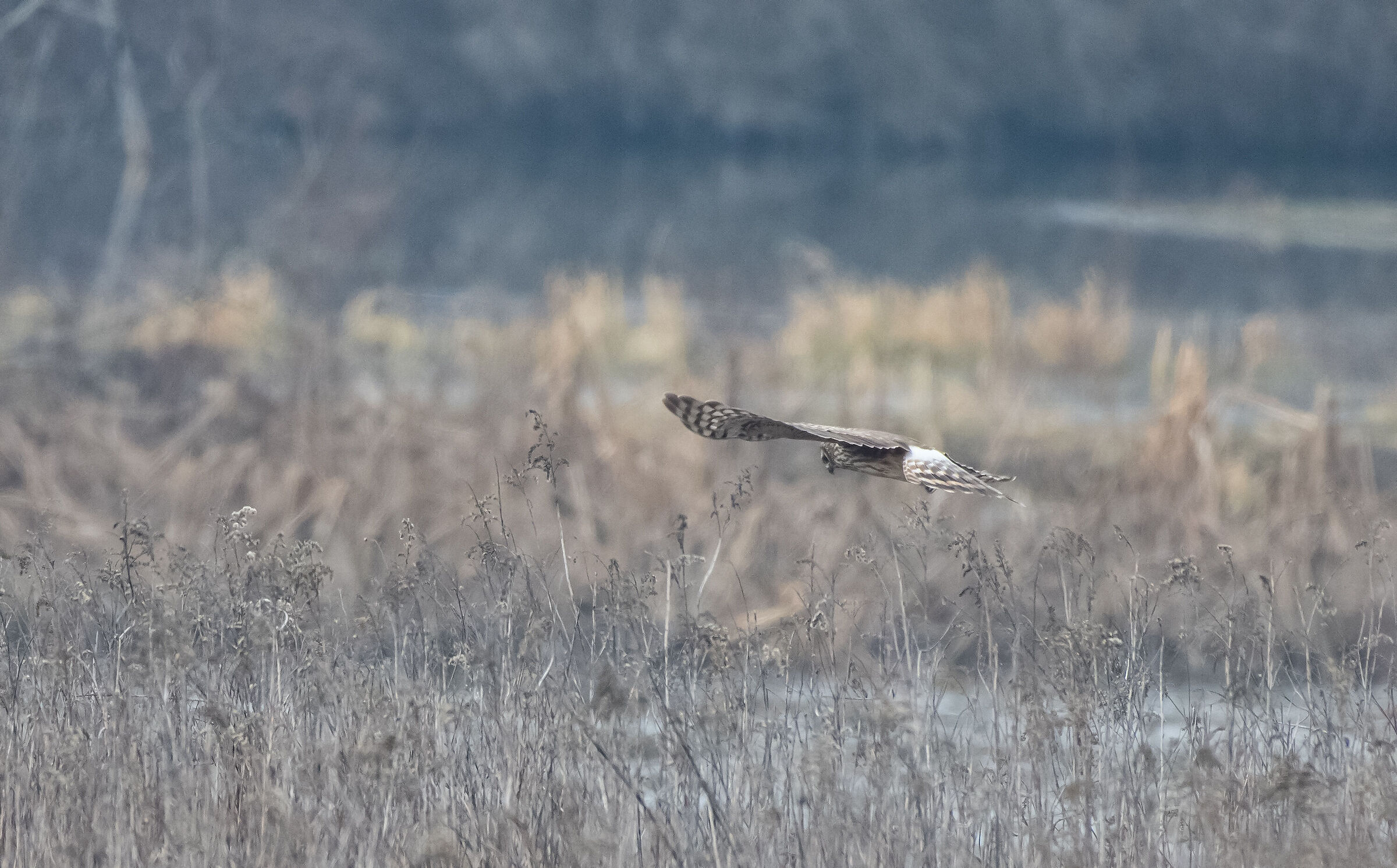 female hen harrier