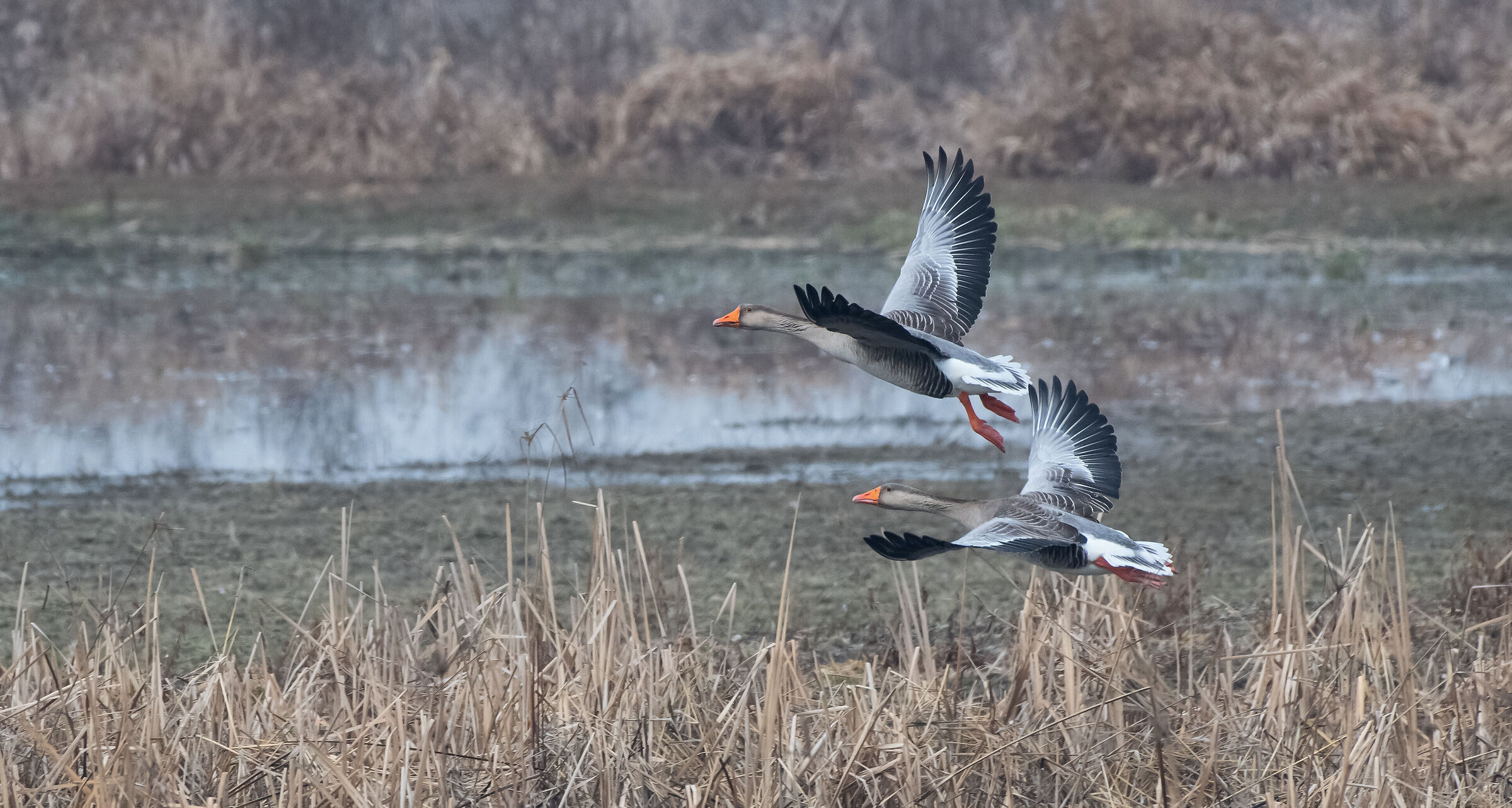 Lombard geese