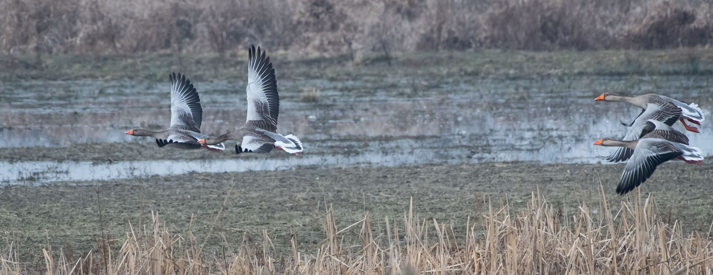 Lombard geese