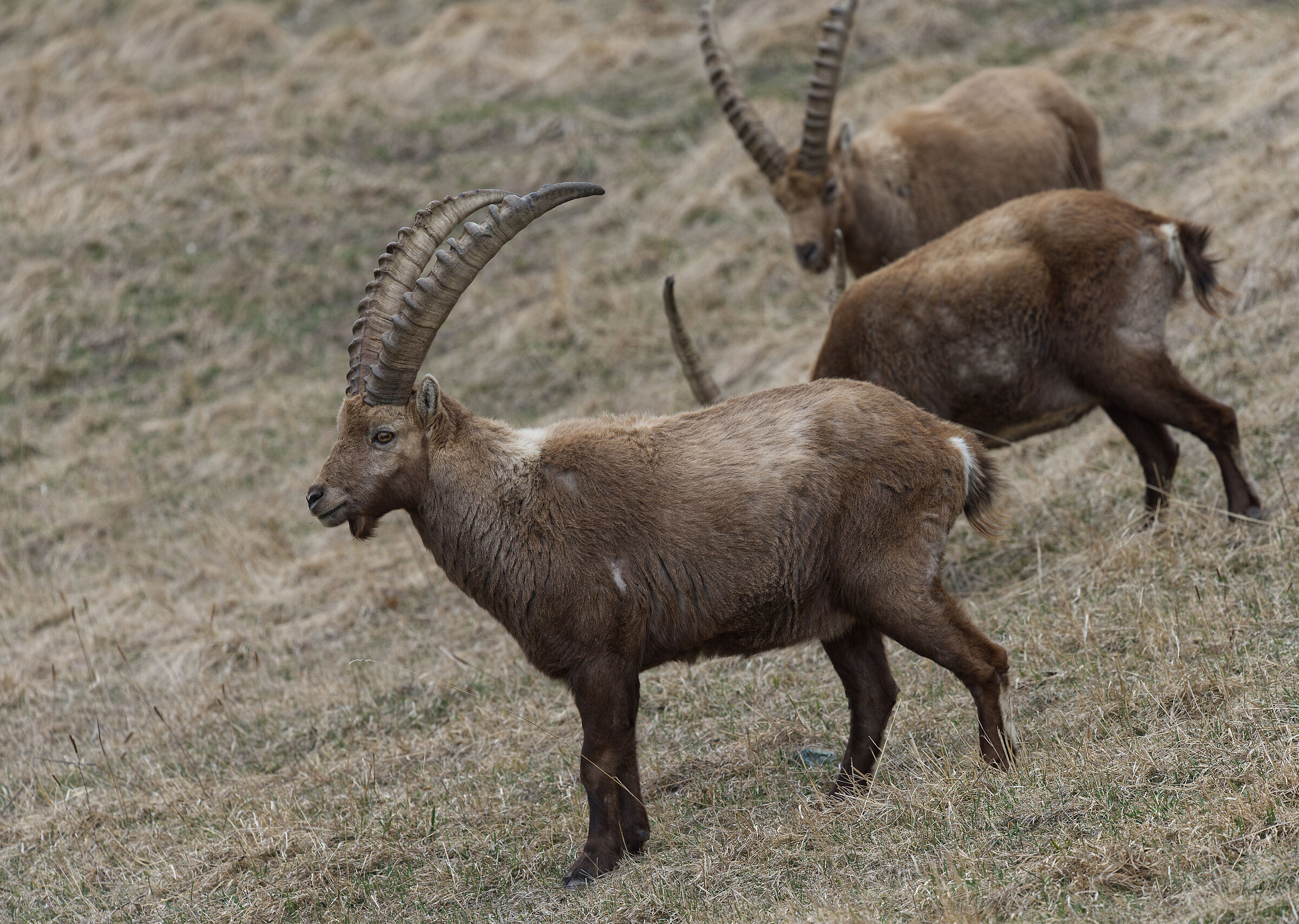 Ibex