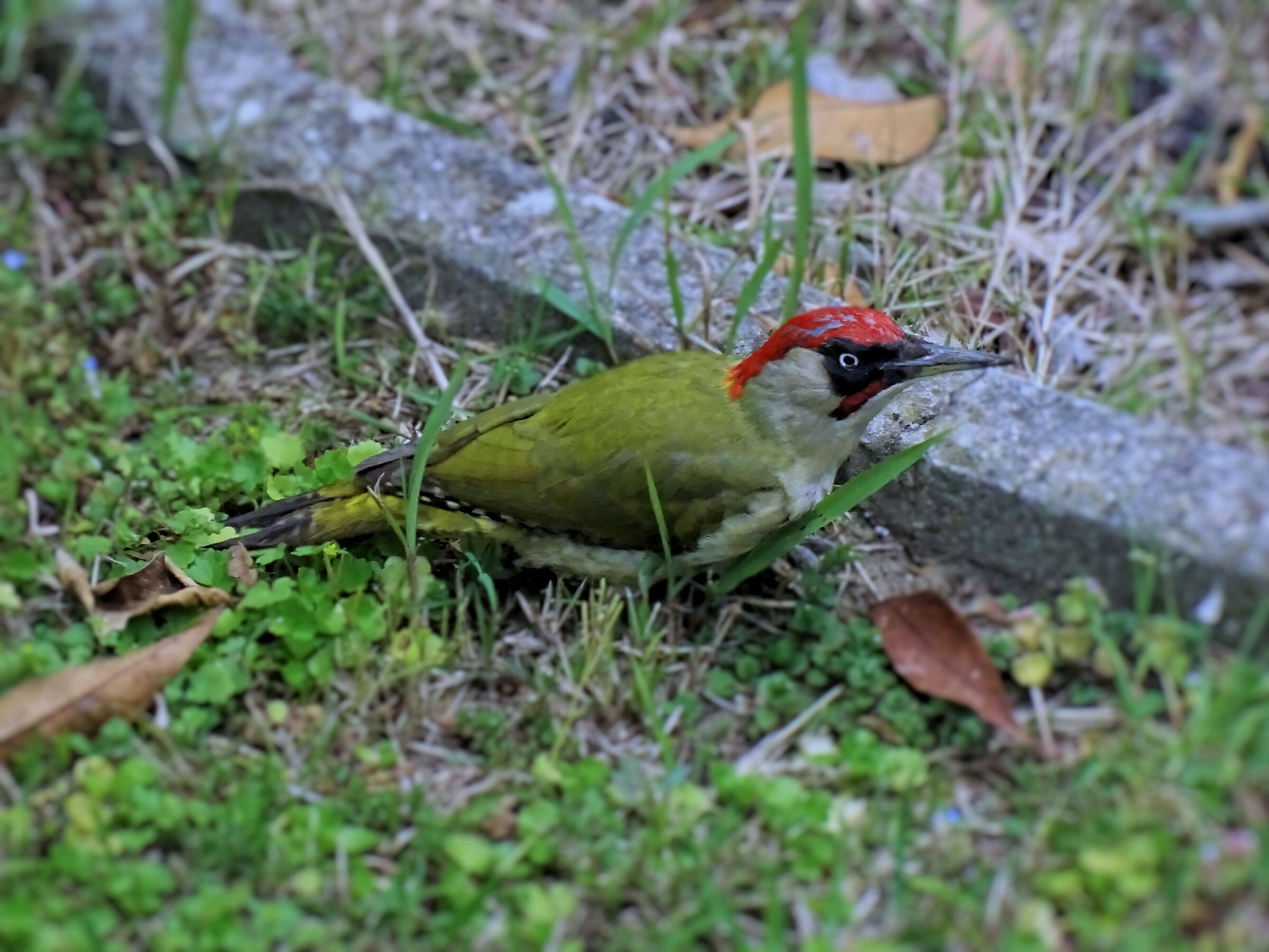 Green Woodpecker - 50x crop.1,33